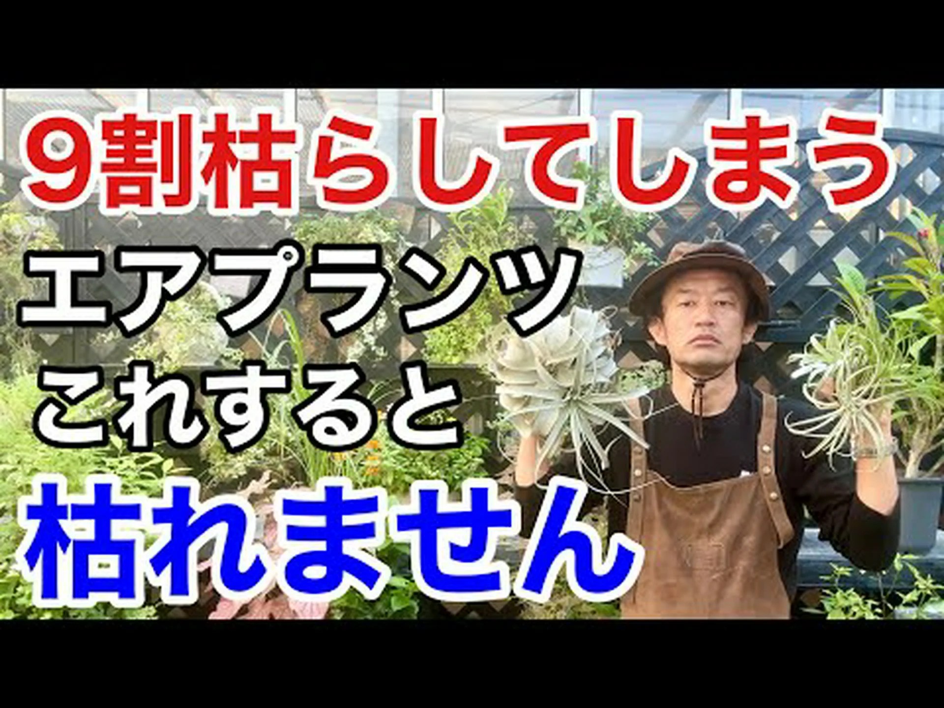 空気の娘たち、ティランジア 空気の娘たち、ティランジア