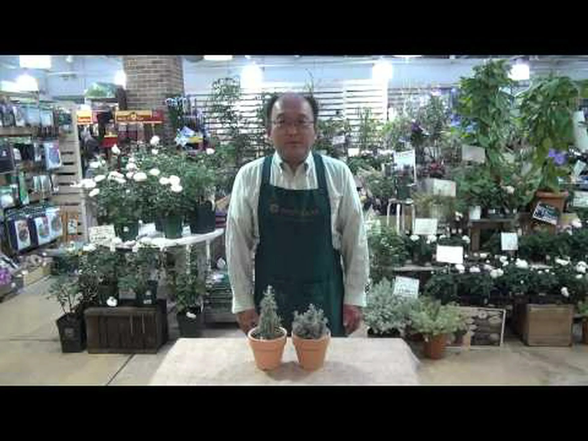 ナポリのサントリーナ ナポリのサントリーナ