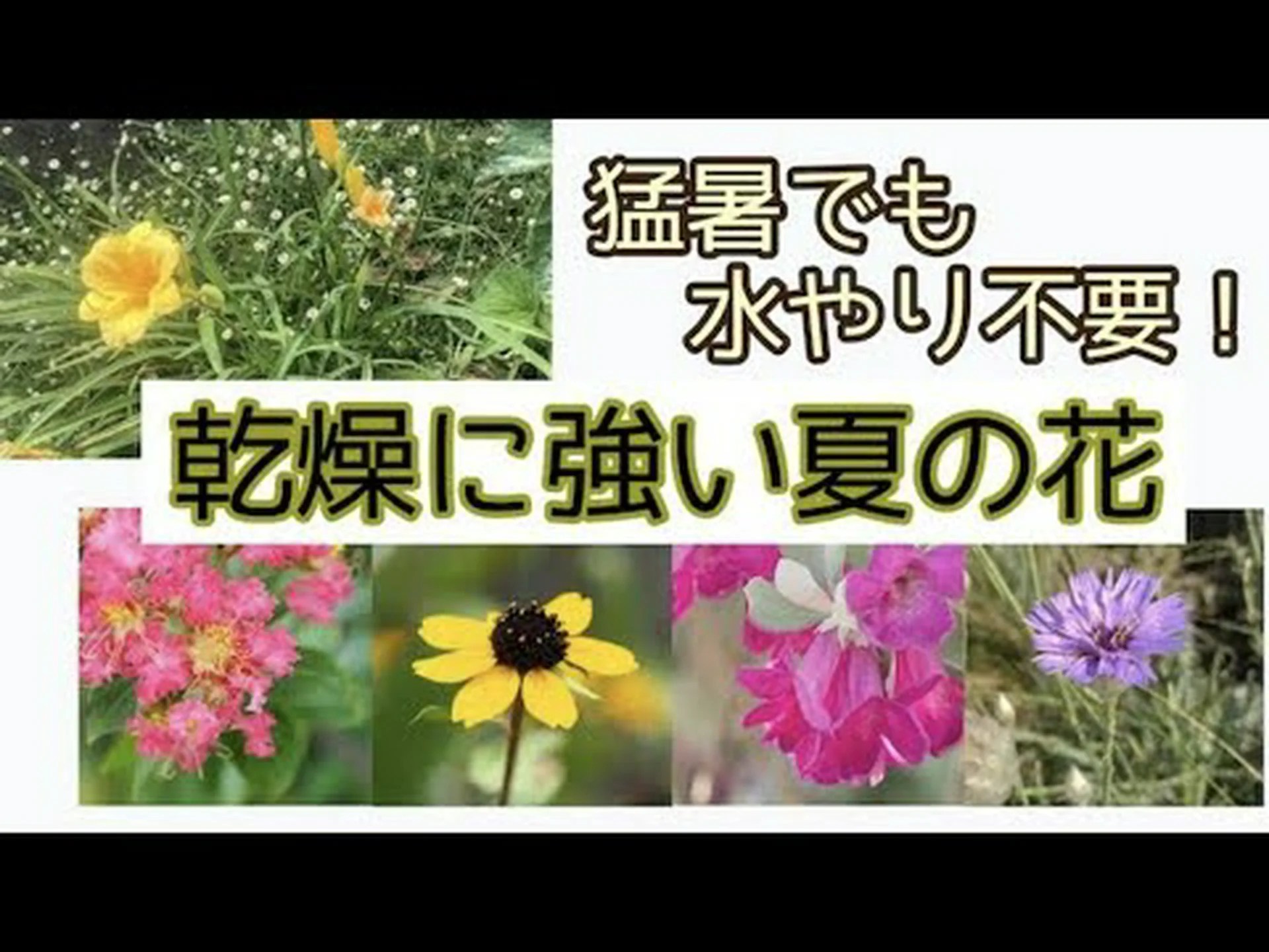 乾燥に強い植物、タルバギア 乾燥に強い植物、タルバギア