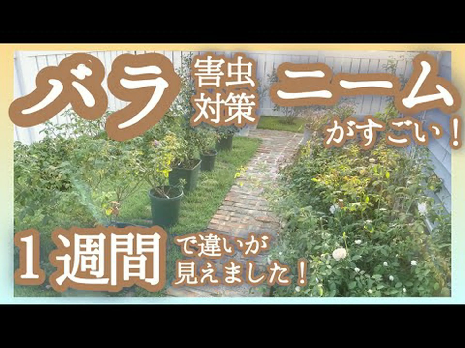 BRF、ラミールウッドの破片 BRF、ラミールウッドの破片