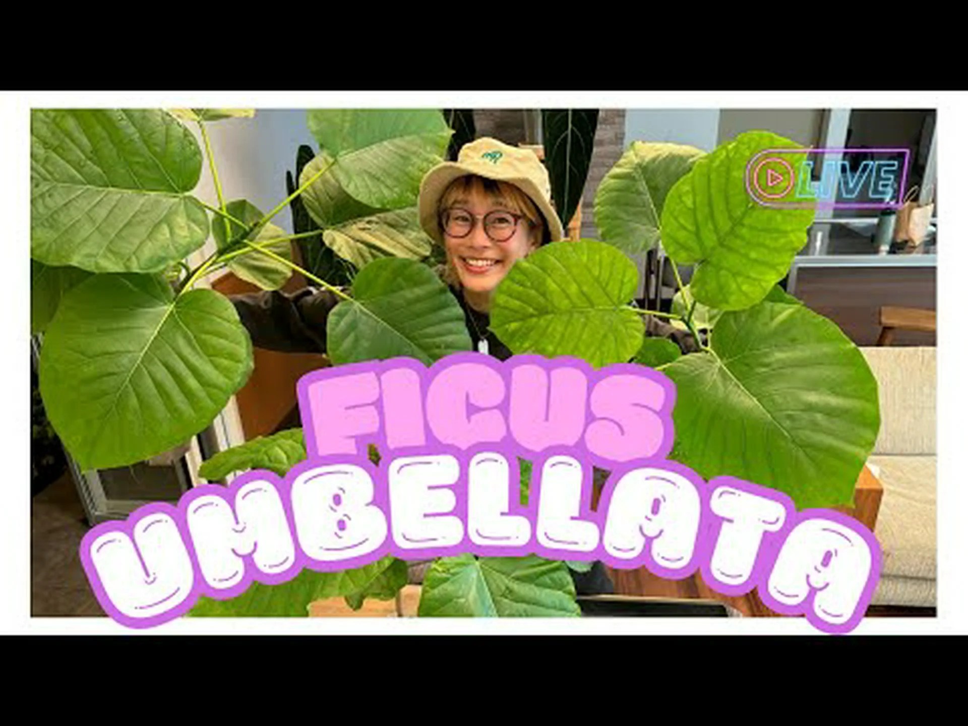 エリオステーム、フィロテーク エリオステーム、フィロテーク