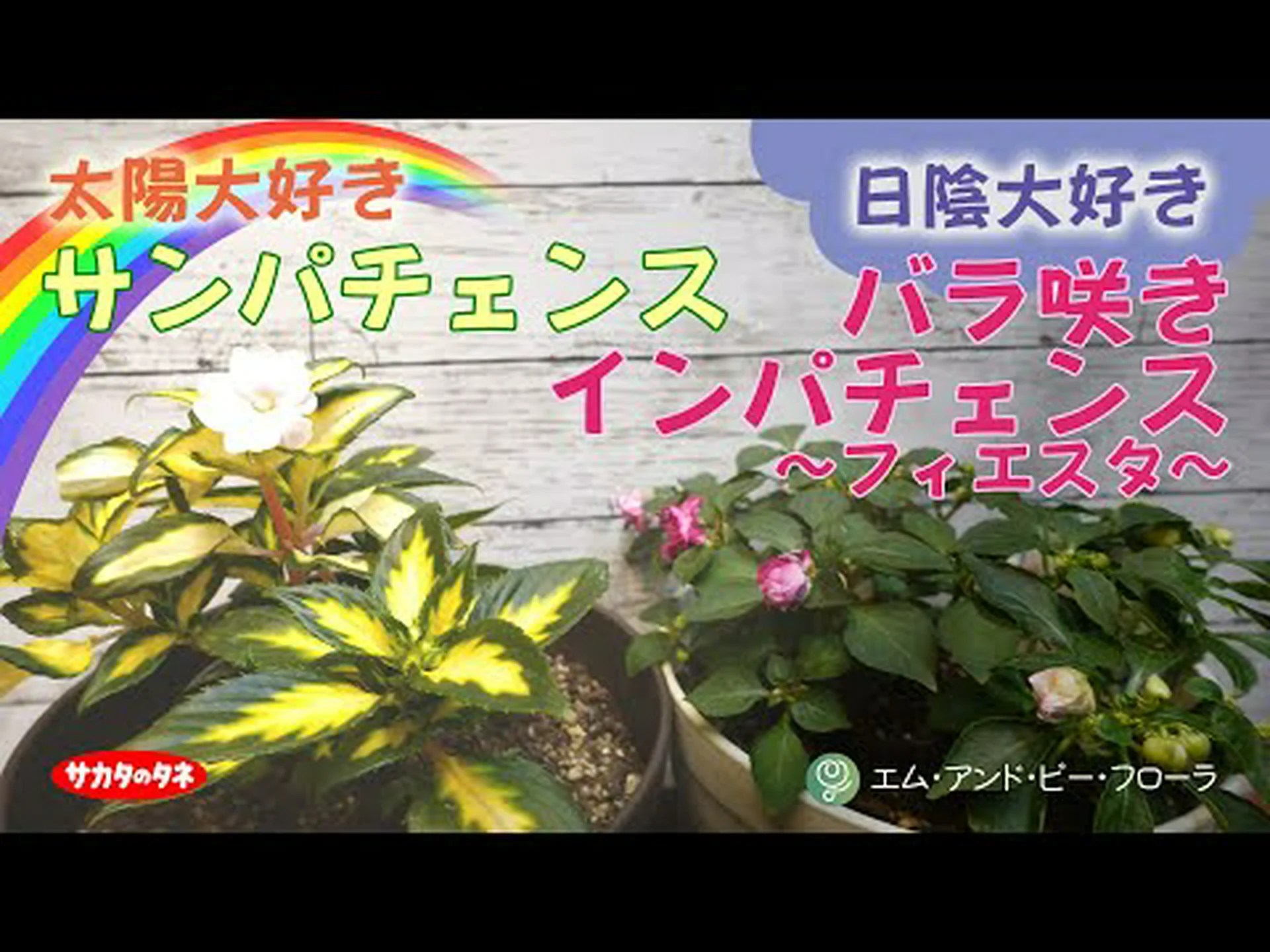 インパチェンス サンパチェンス® インパチェンス サンパチェンス®