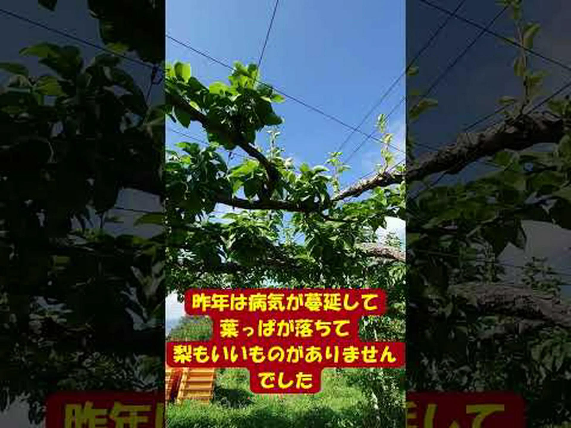 美しい果物を収穫します 美しい果物を収穫します