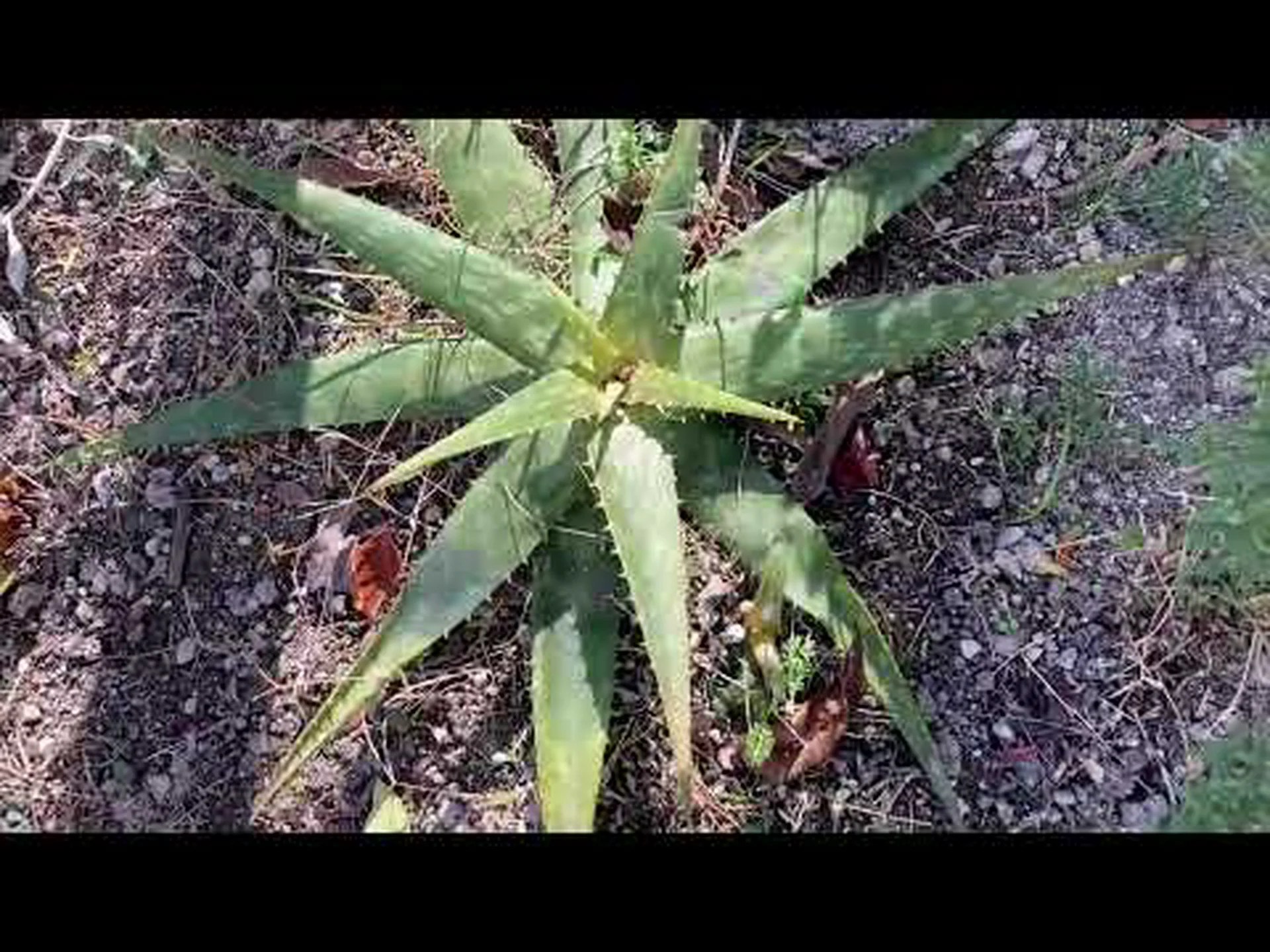 アロエベラジェルを収穫する アロエベラジェルを収穫する