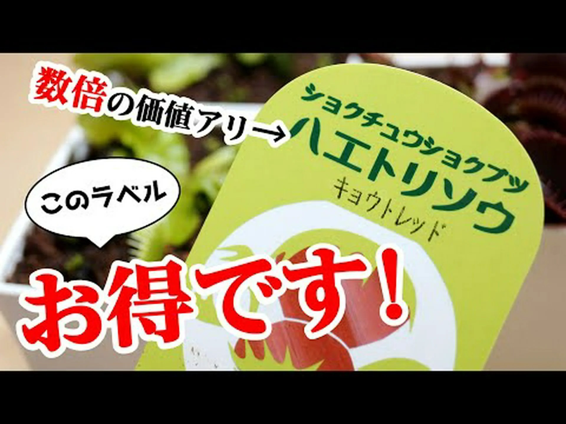 ディオネア、ハエトリグサ ディオネア、ハエトリグサ