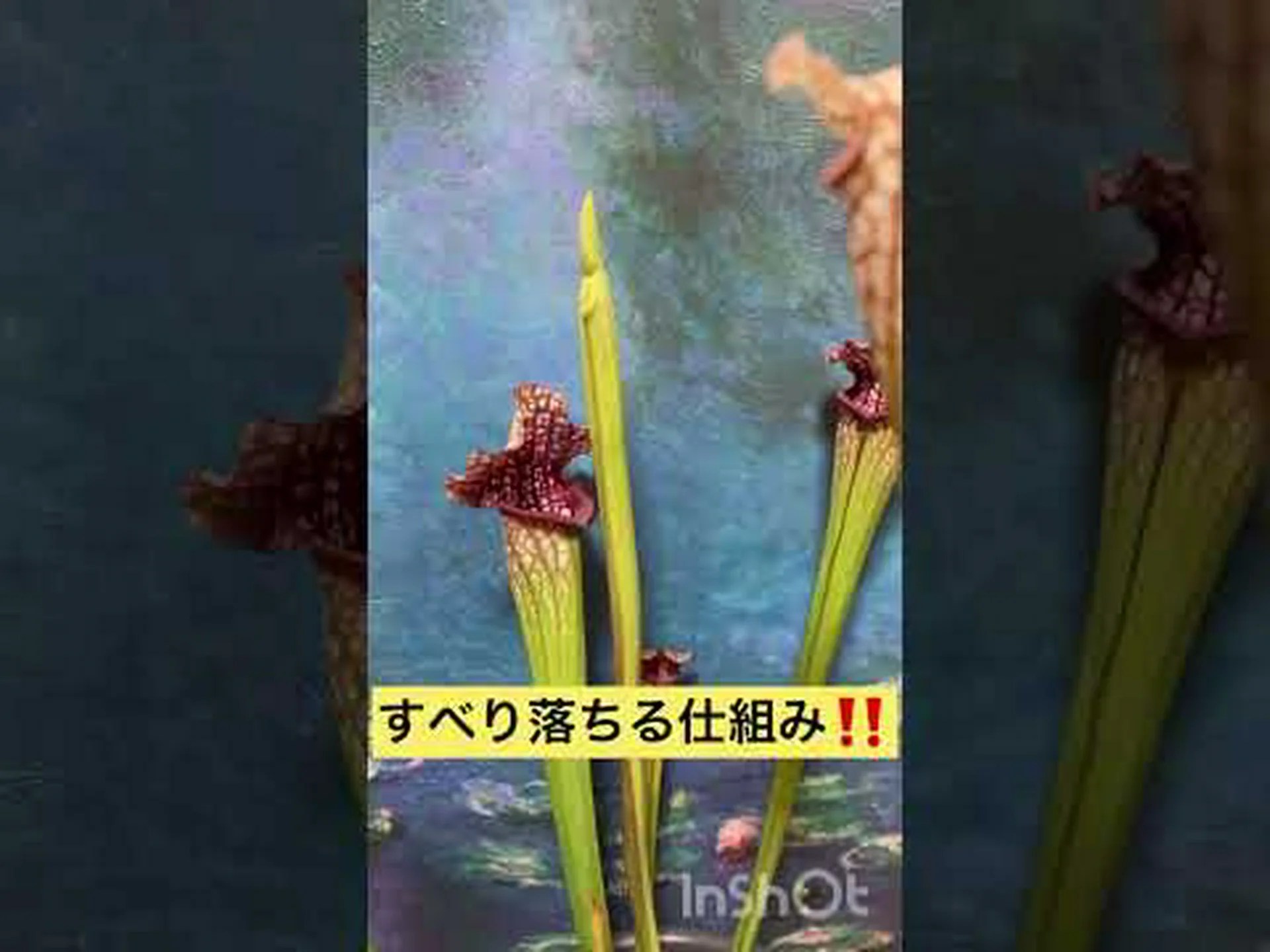 サラセン、サラセニア サラセン、サラセニア