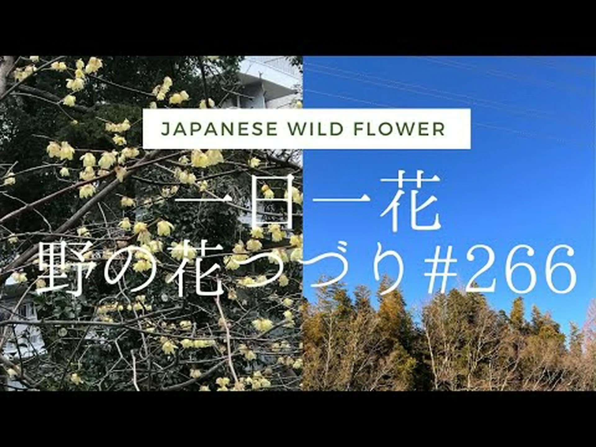 香りのよい室内の花 香りのよい室内の花