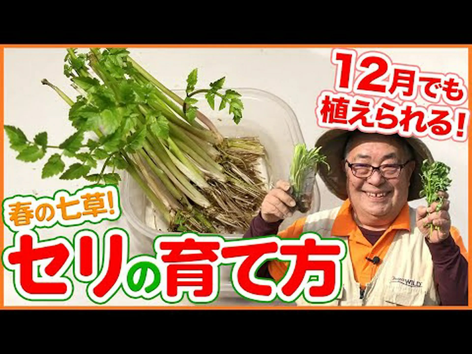 装飾用および採集用のセリ科 装飾用および採集用のセリ科