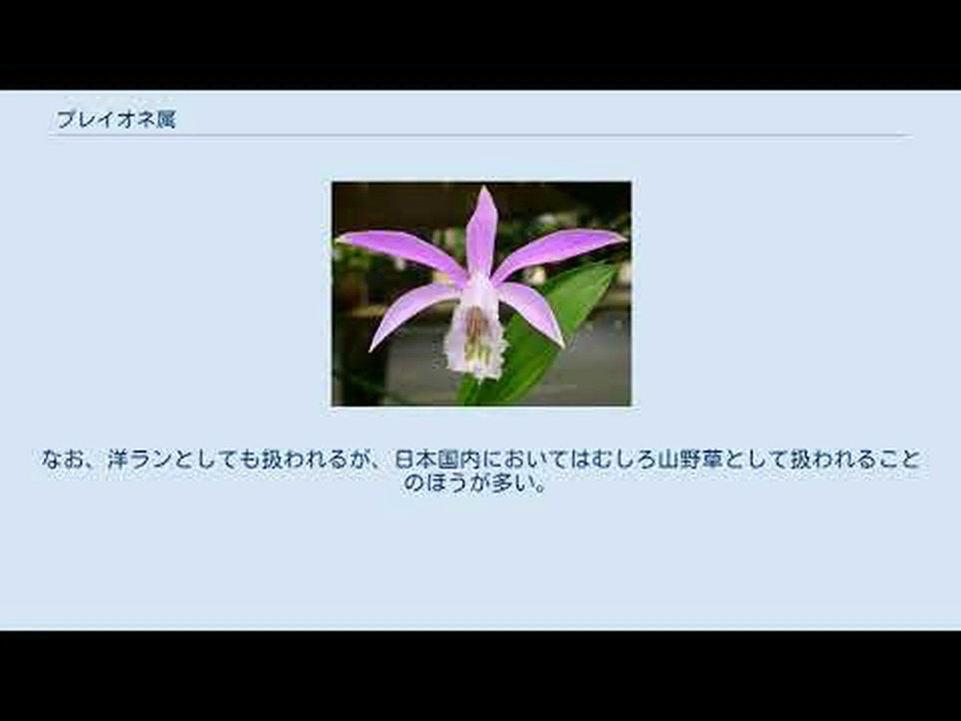 台湾蘭、プレイオネ 台湾蘭、プレイオネ