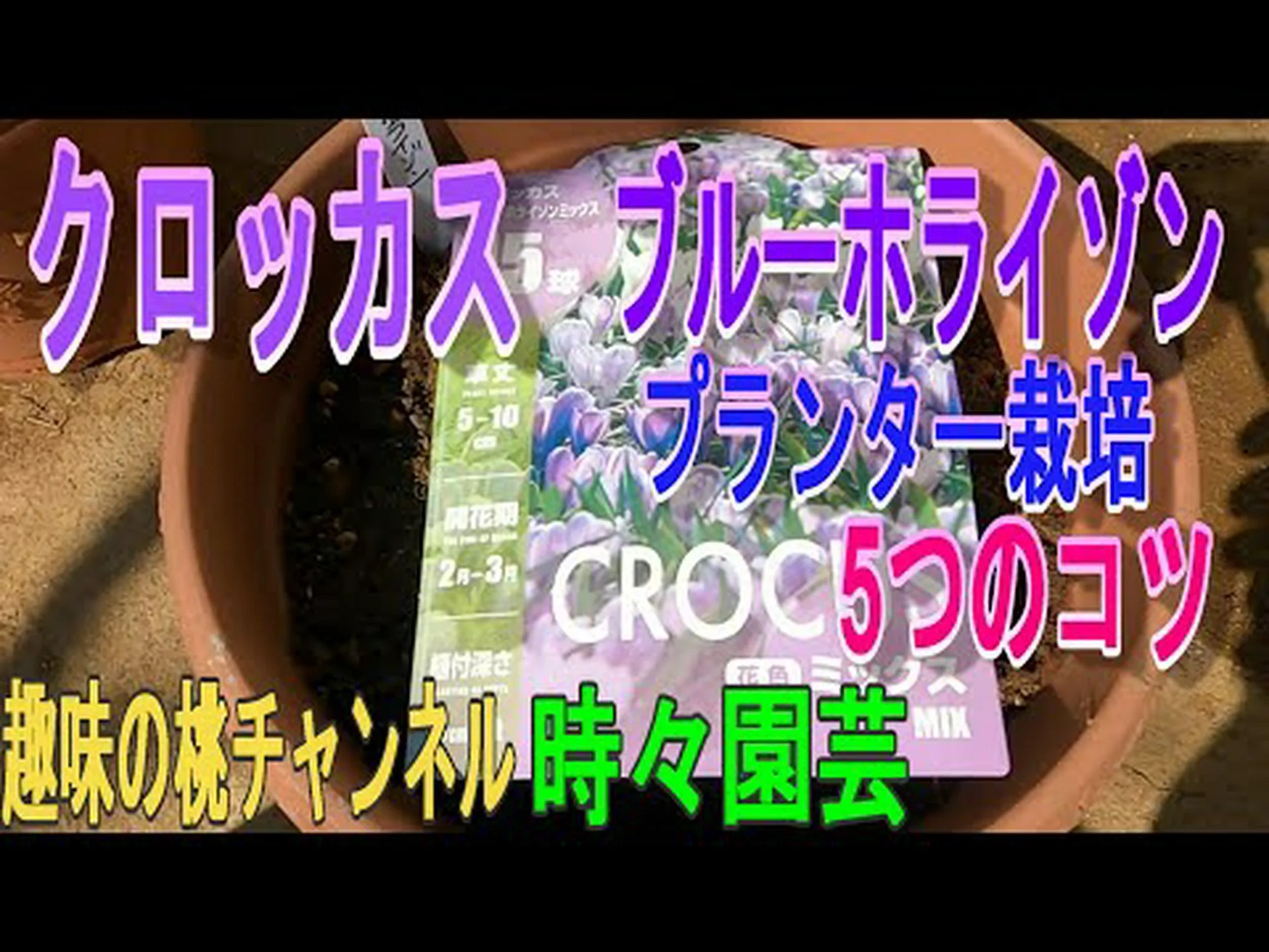 チリ産の青いクロッカス チリ産の青いクロッカス