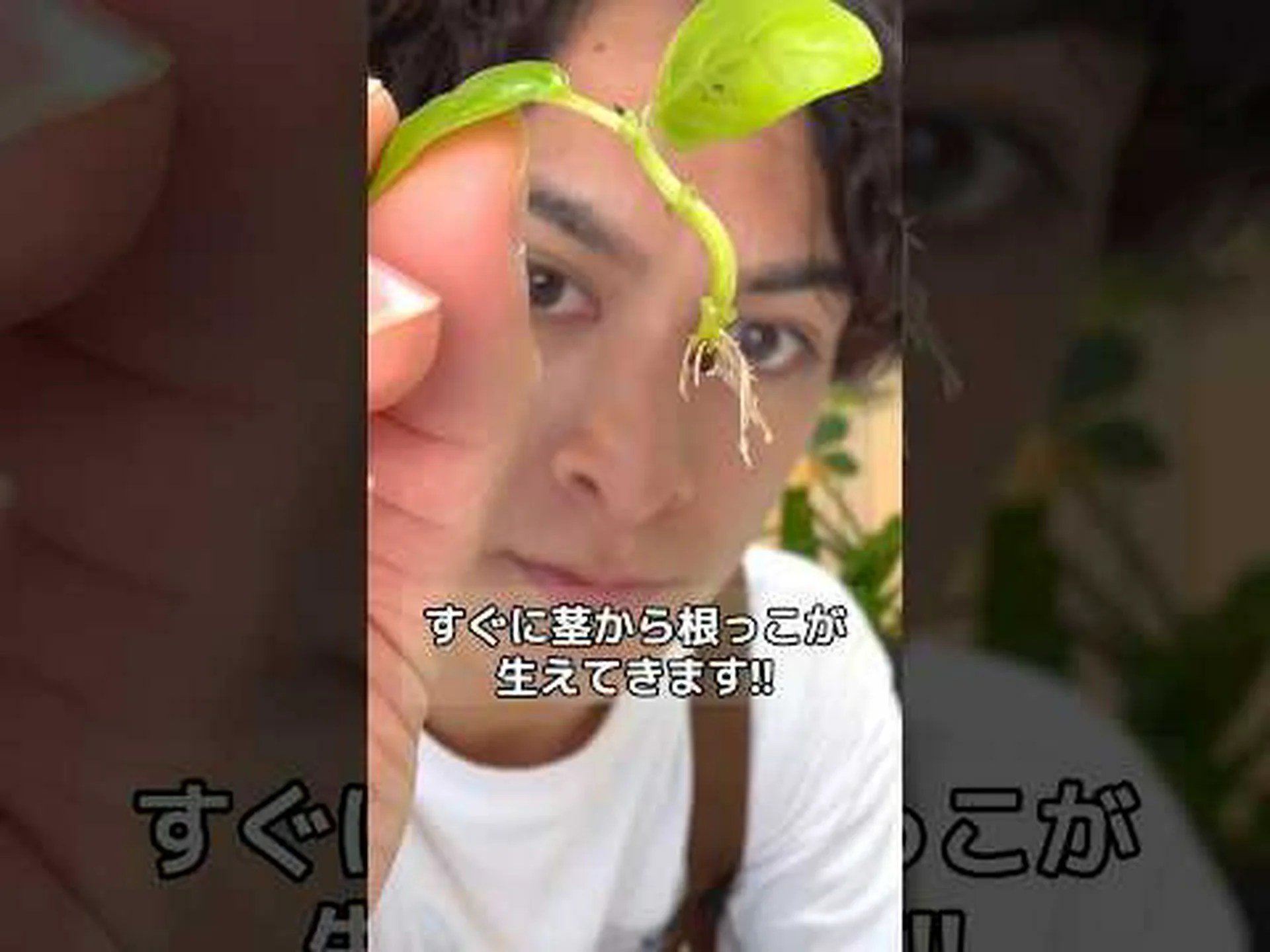 バジルに関するよくある質問 バジルに関するよくある質問