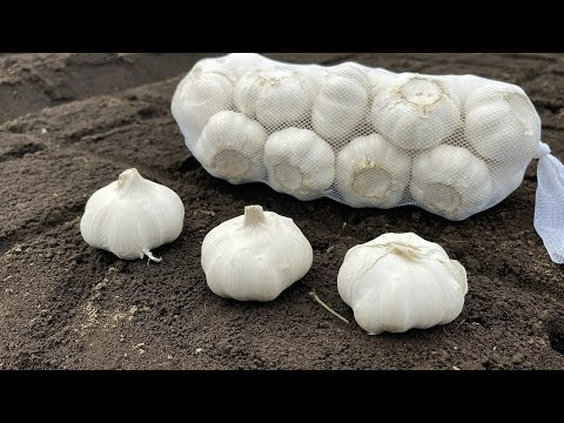 トルキスタンニンニク、広葉観賞用ニンニク トルキスタンニンニク、広葉観賞用ニンニク