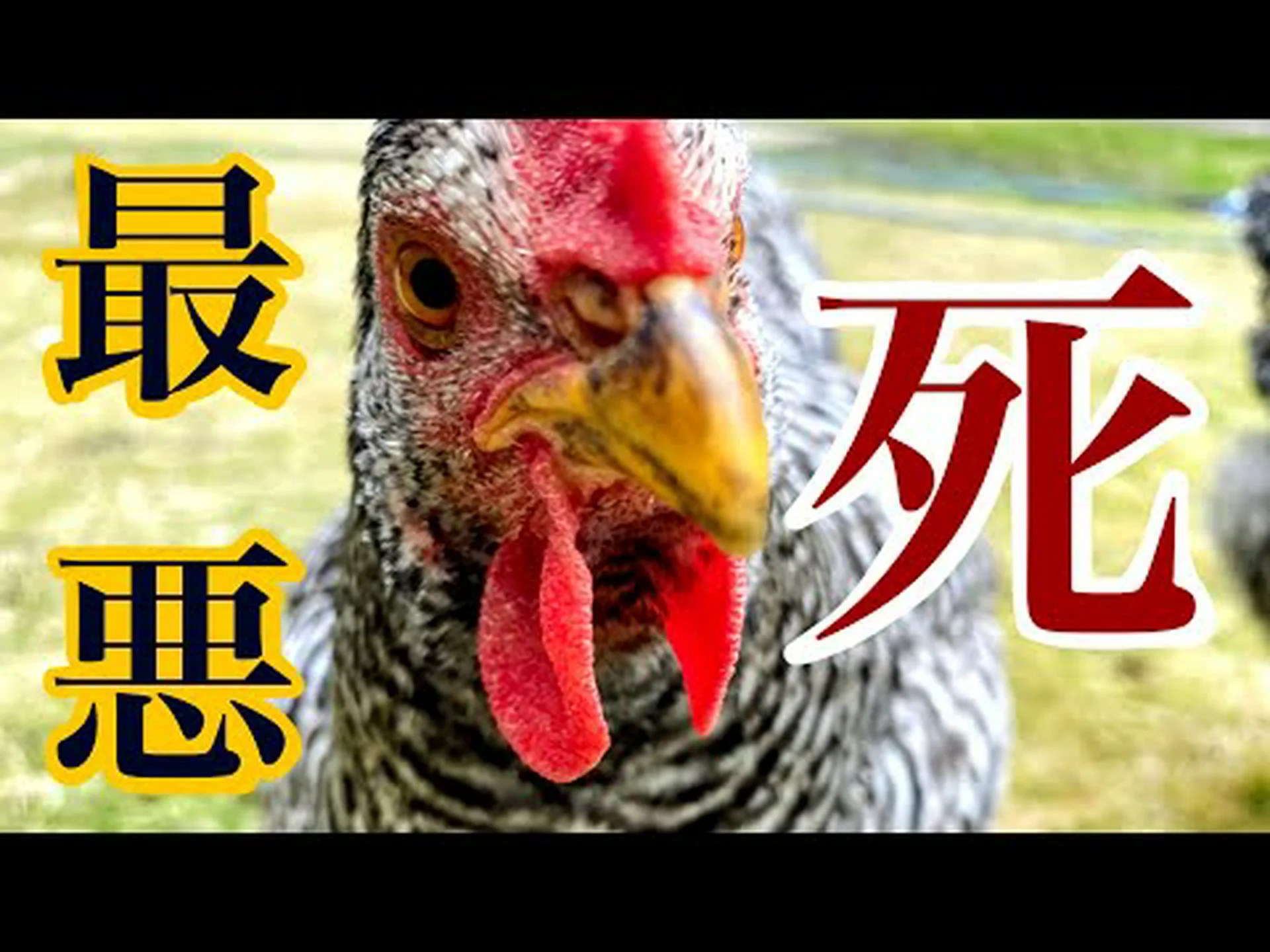 鶏によく餌をあげてください 鶏によく餌をあげてください