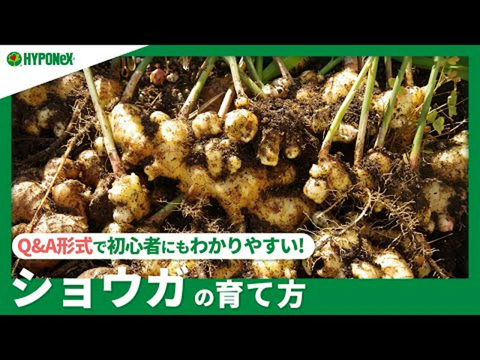 生姜栽培 生姜栽培