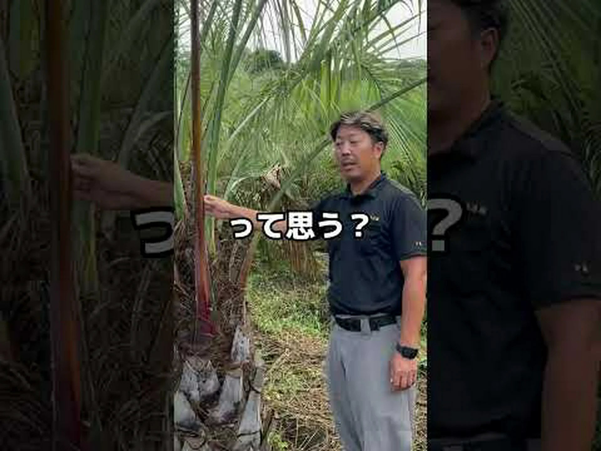 ヤシの木の大きさ ヤシの木の大きさ
