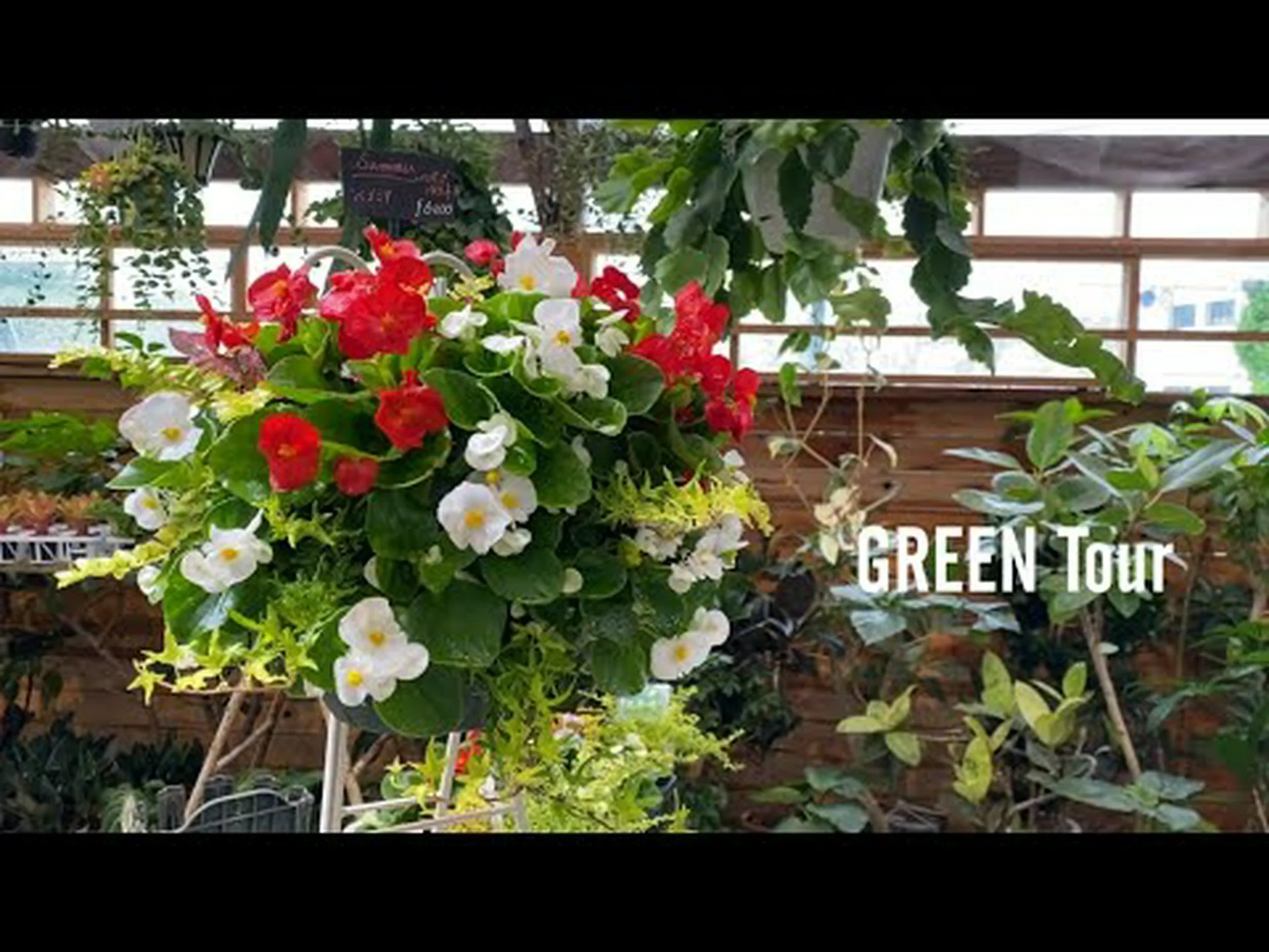 ボリビアンベゴニア ボリビアンベゴニア