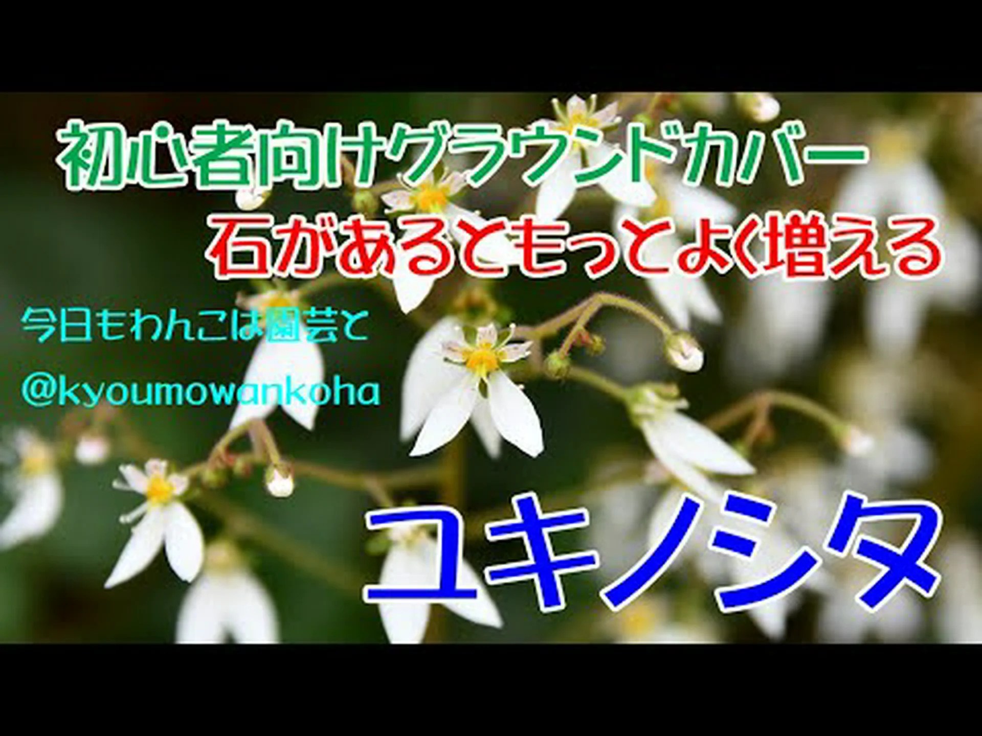 ジャコウユキノシタ ジャコウユキノシタ