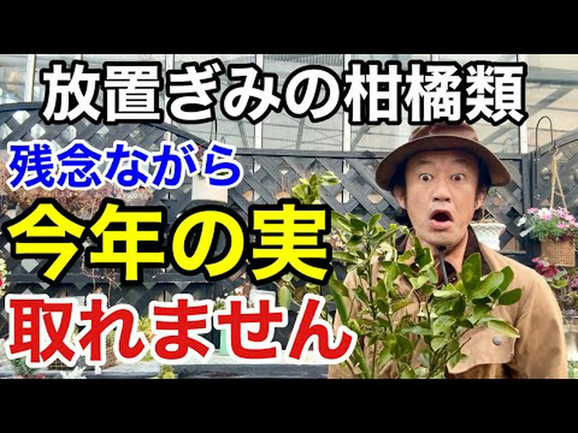 とてもおしゃれな柑橘類、レモンキャビア とてもおしゃれな柑橘類、レモンキャビア