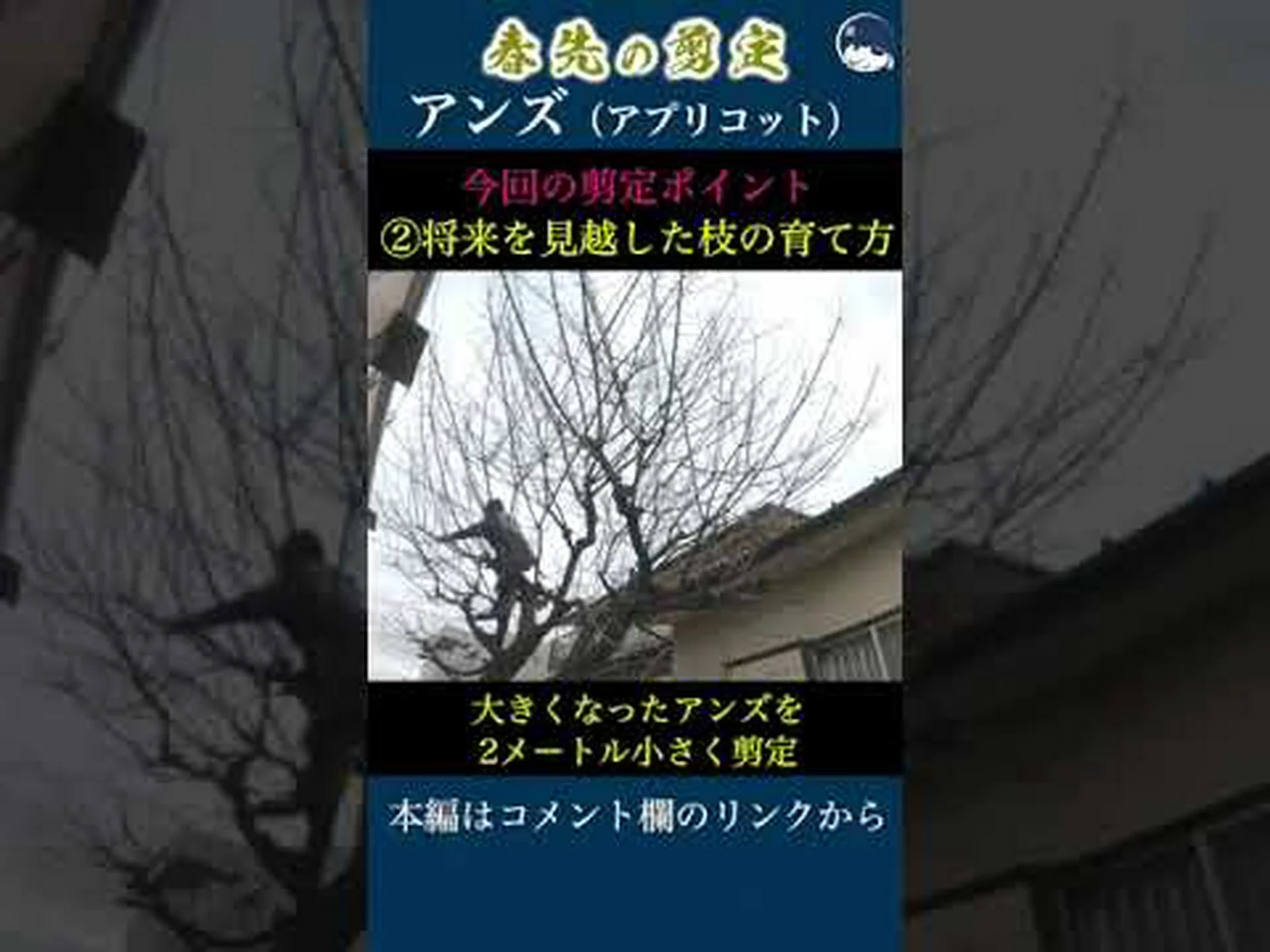アプリコットの木を剪定する アプリコットの木を剪定する