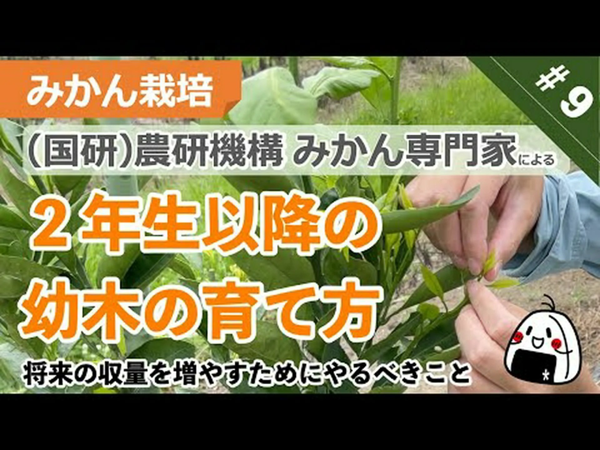 カラマンディン、成長のヒント カラマンディン、成長のヒント
