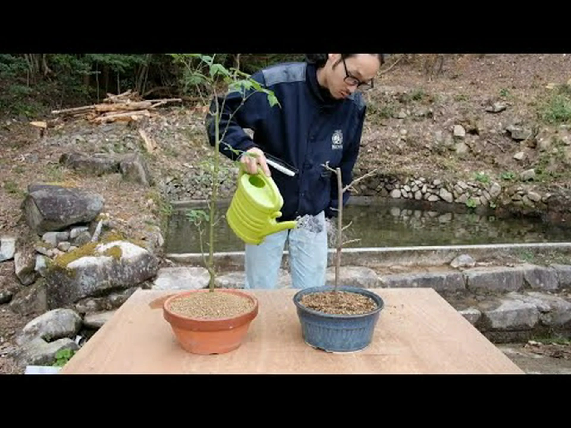 藤を木に育てる 藤を木に育てる