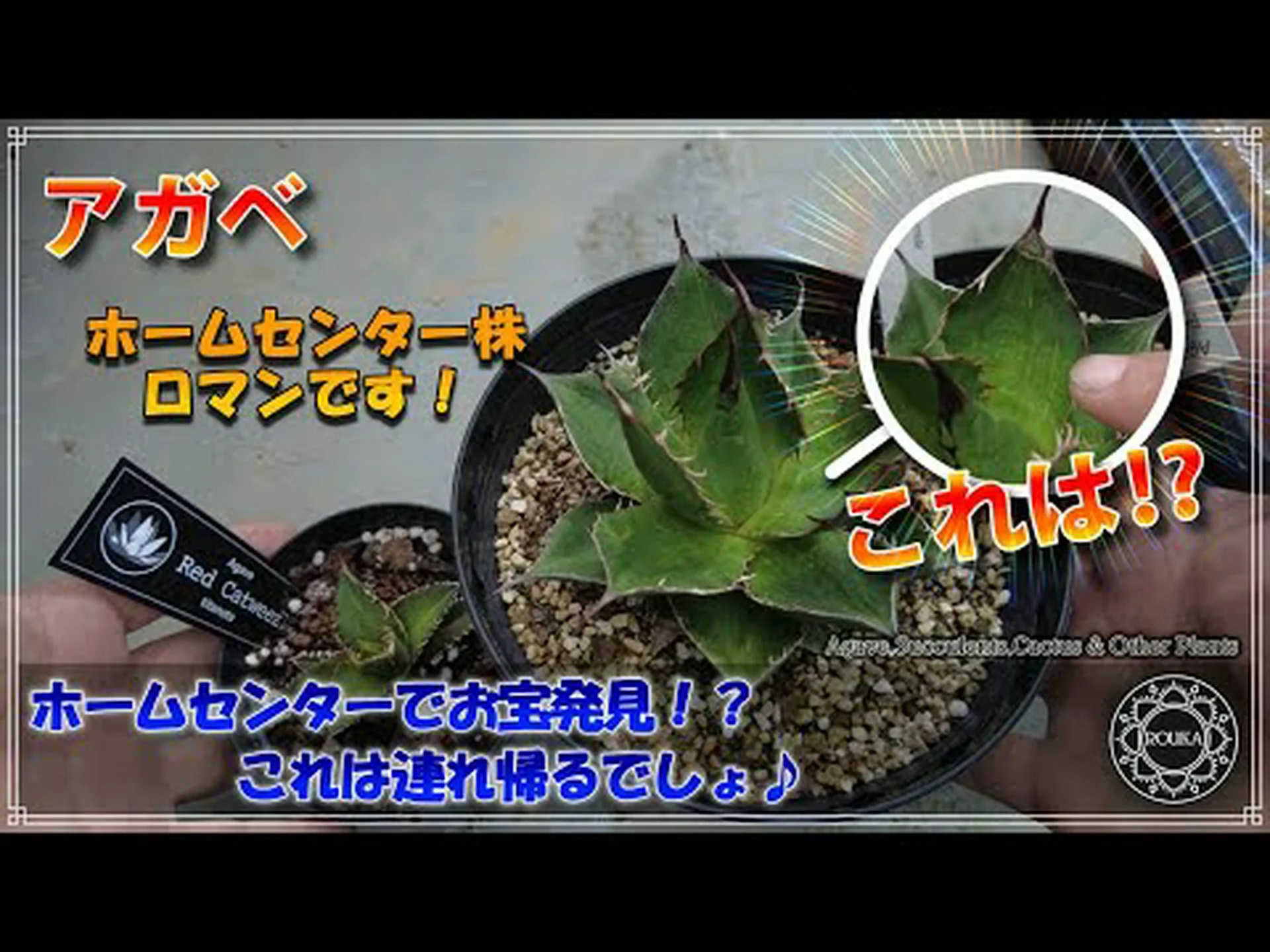 クイーンビクトリアアガベ クイーンビクトリアアガベ