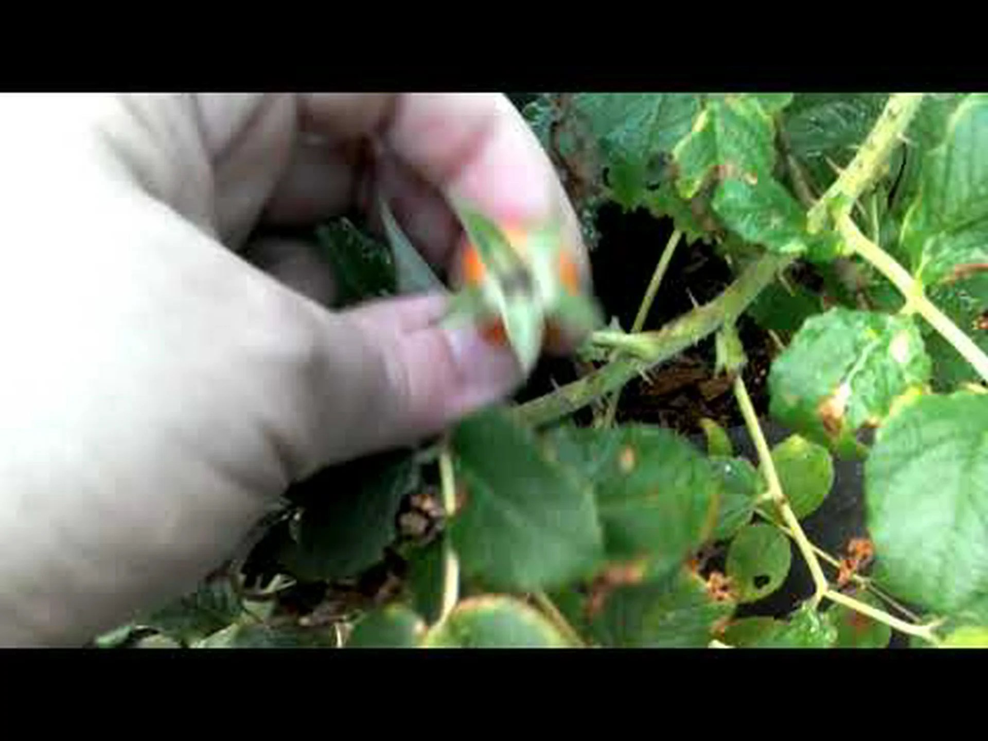 ローズヒップ、ドッグローズ ローズヒップ、ドッグローズ