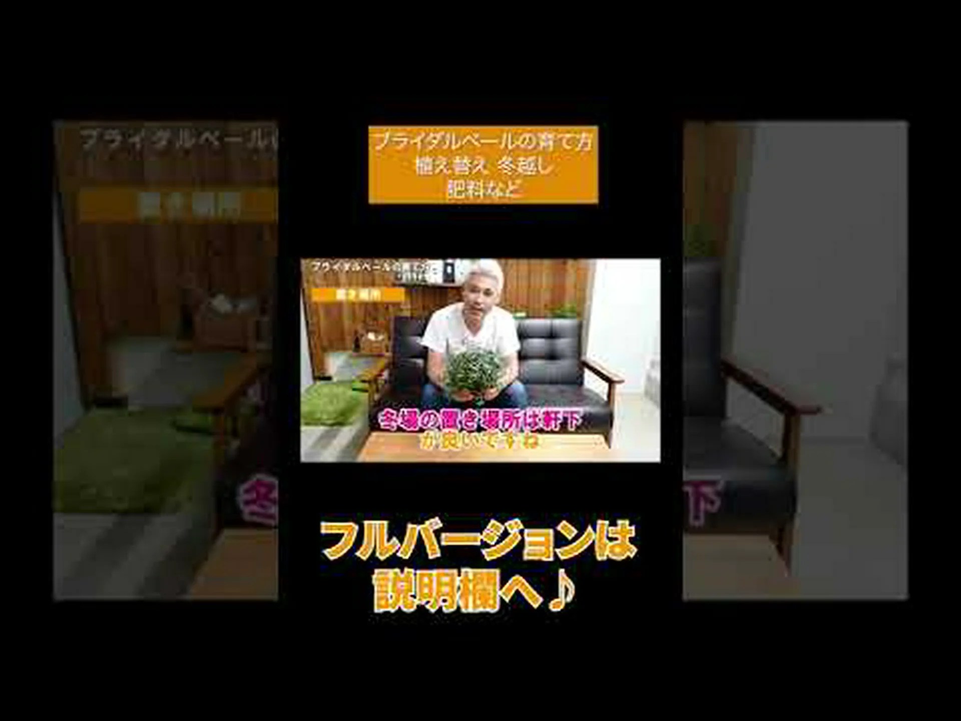 冬のベール 冬のベール