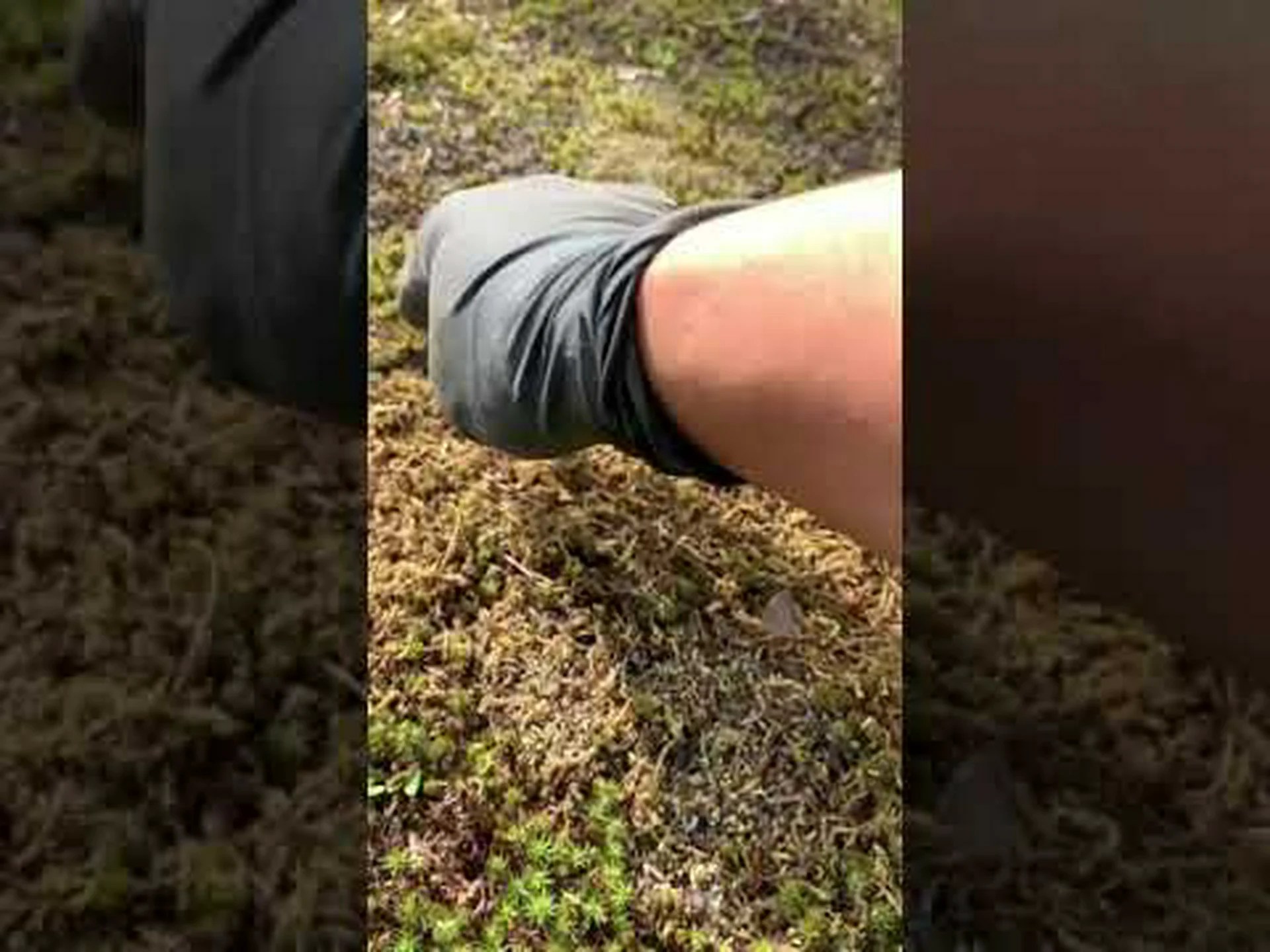 庭の苔を手なずける 庭の苔を手なずける