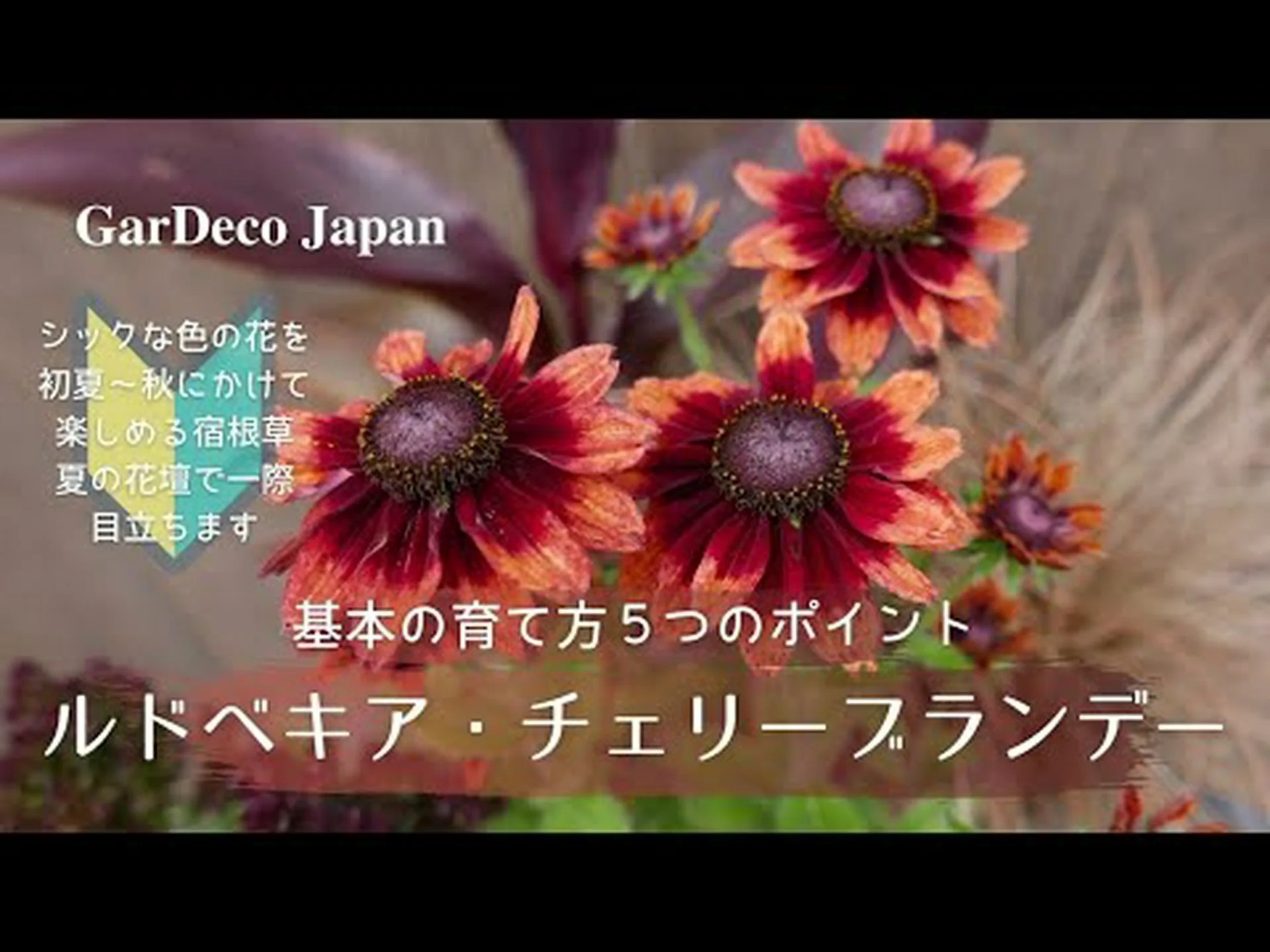 チェリー、ワイルドチェリー、バードチェリー、ギーニュ、ビガロー、ワイルドギニエ チェリー、ワイルドチェリー、バードチェリー、ギーニュ、ビガロー、ワイルドギニエ