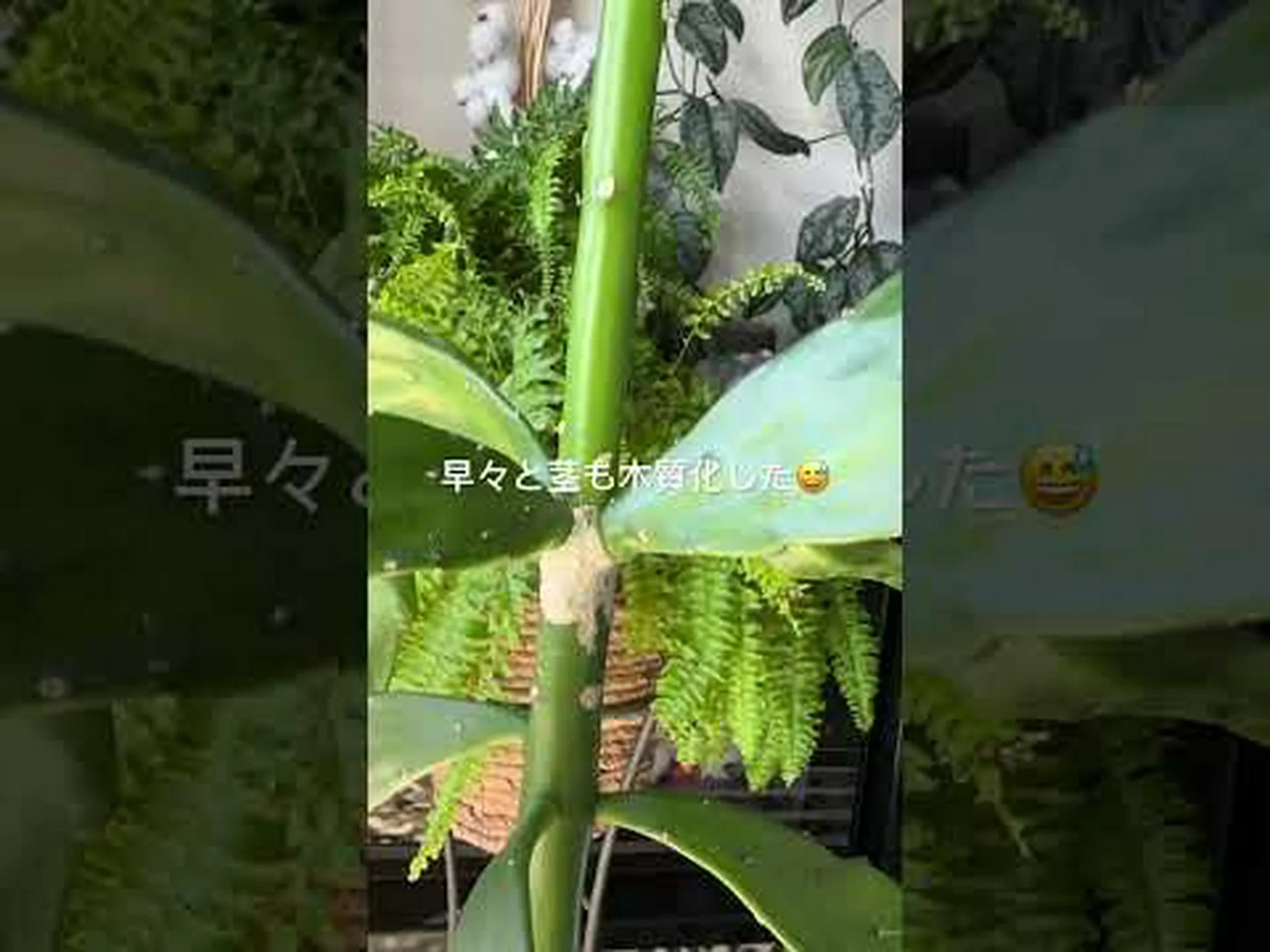 紙のウチワサボテン 紙のウチワサボテン