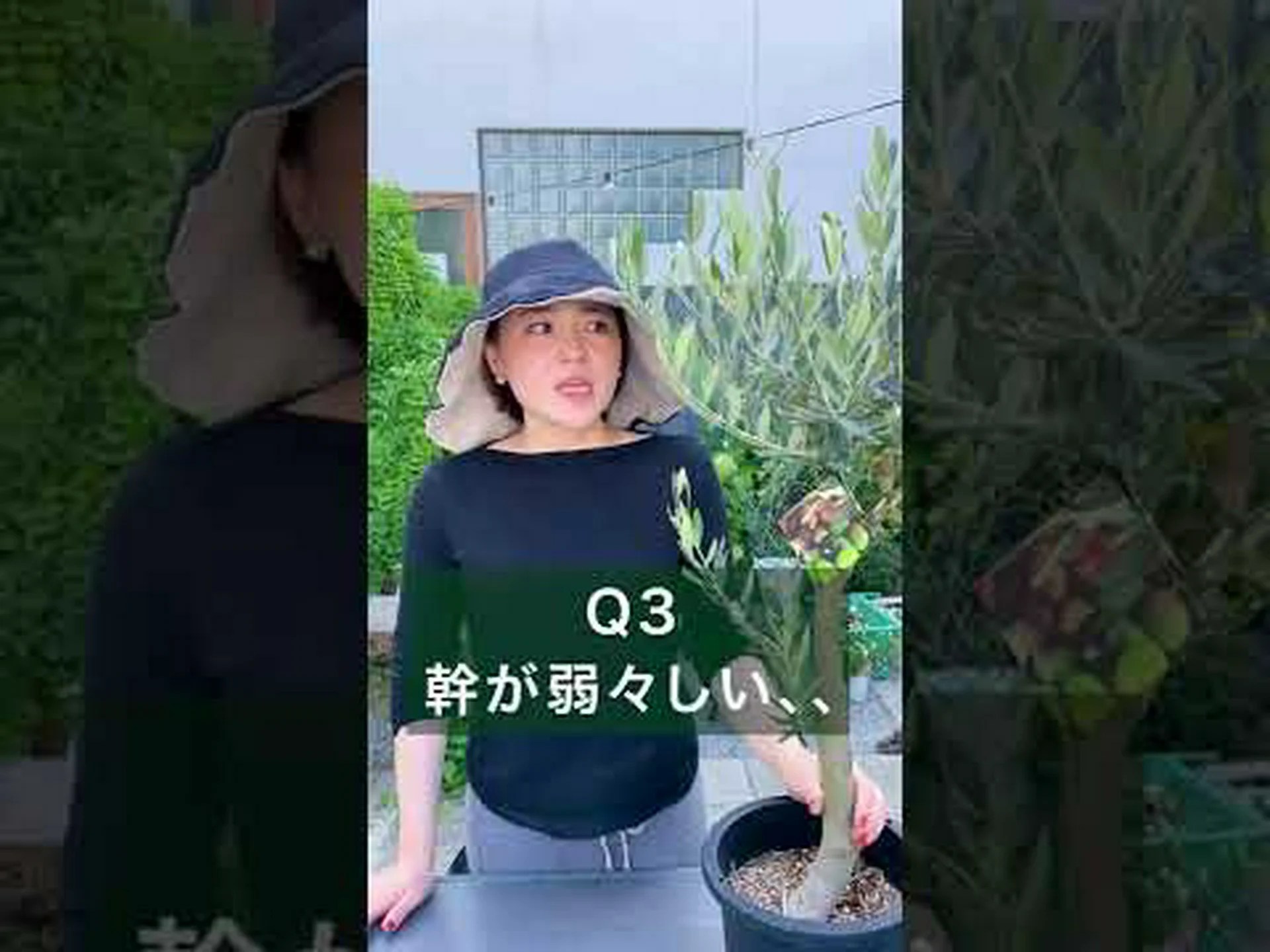 オレンジの木に関するよくある質問 オレンジの木に関するよくある質問