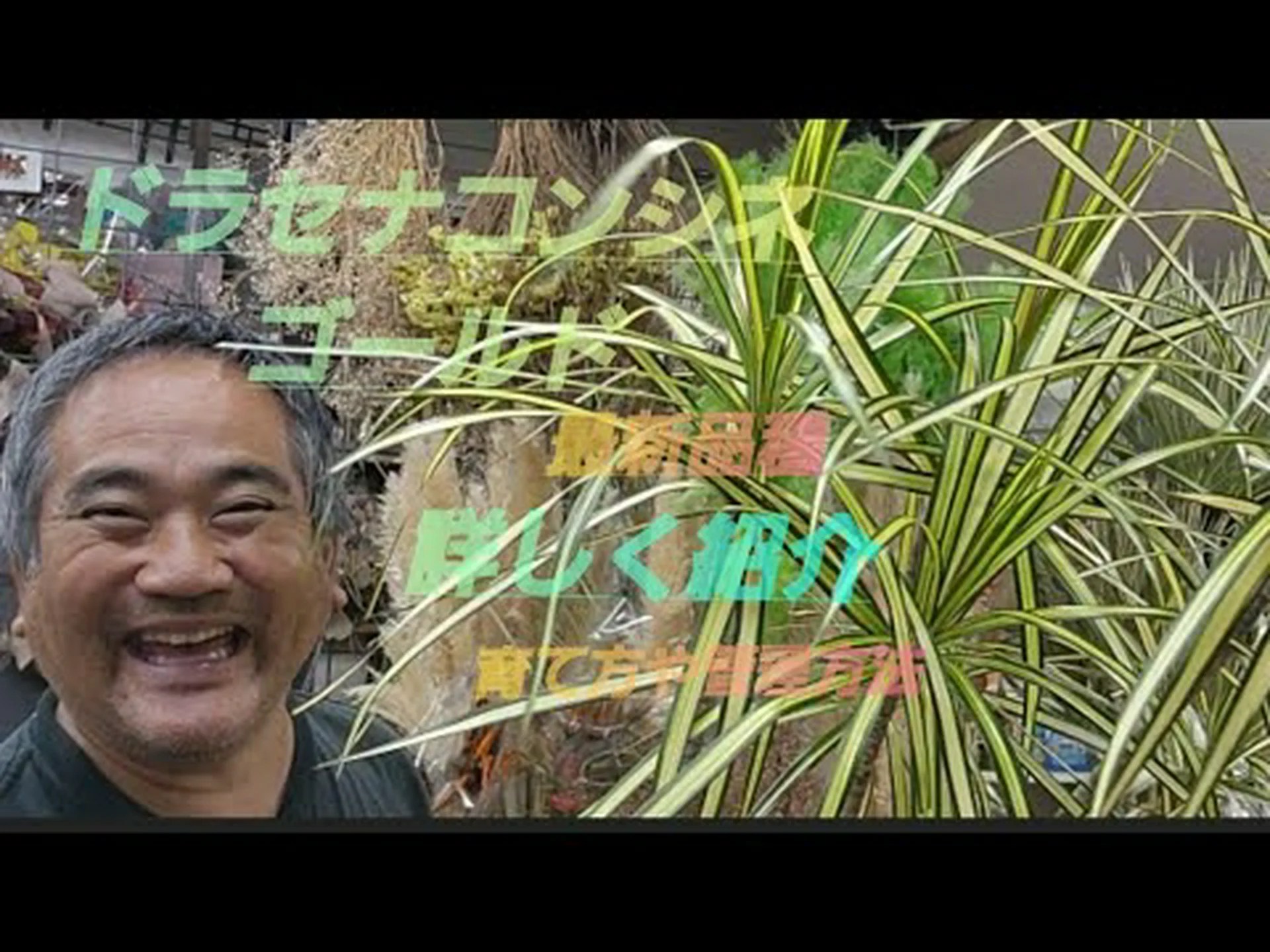 ゴールデンラットテール ゴールデンラットテール