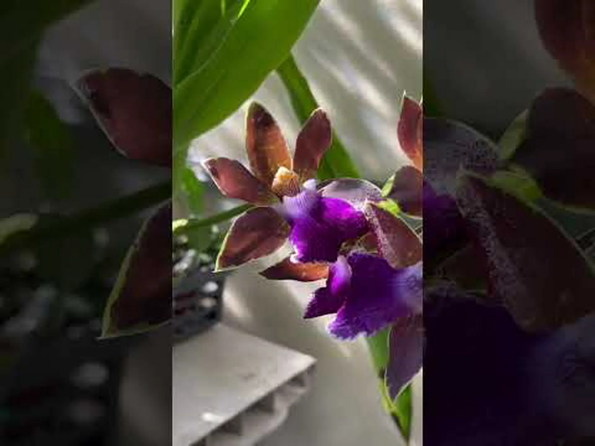 ジゴペタルム ジゴペタルム