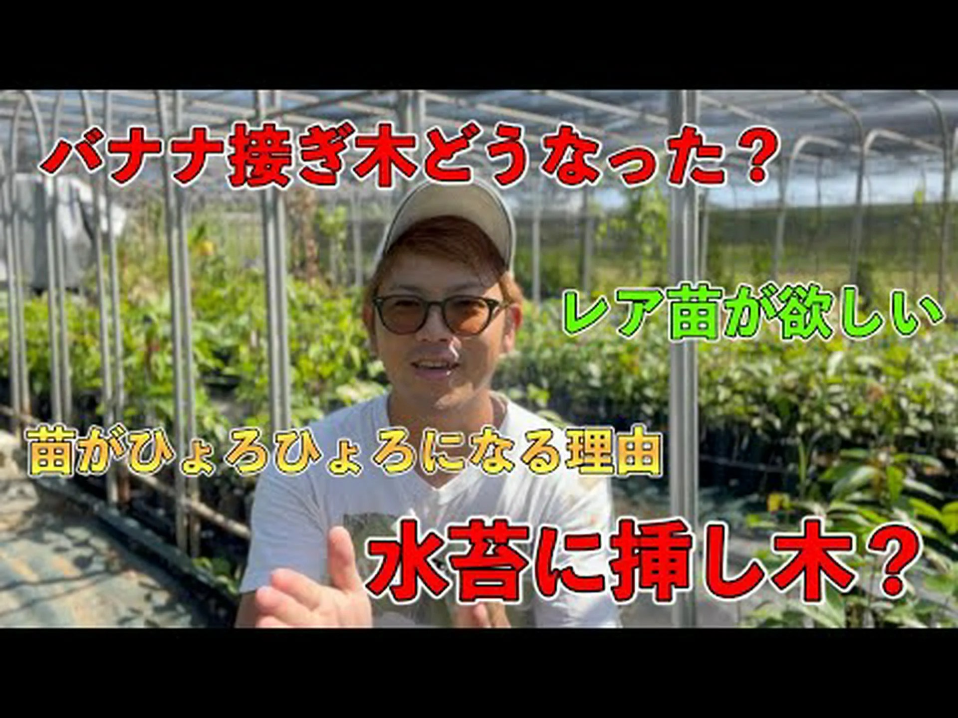 メキシコ産の竹 メキシコ産の竹