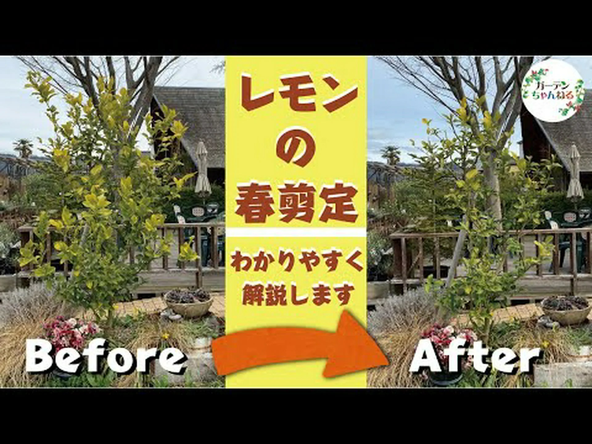 レモンの木の剪定はいつ、どのように行うのですか? レモンの木の剪定はいつ、どのように行うのですか?