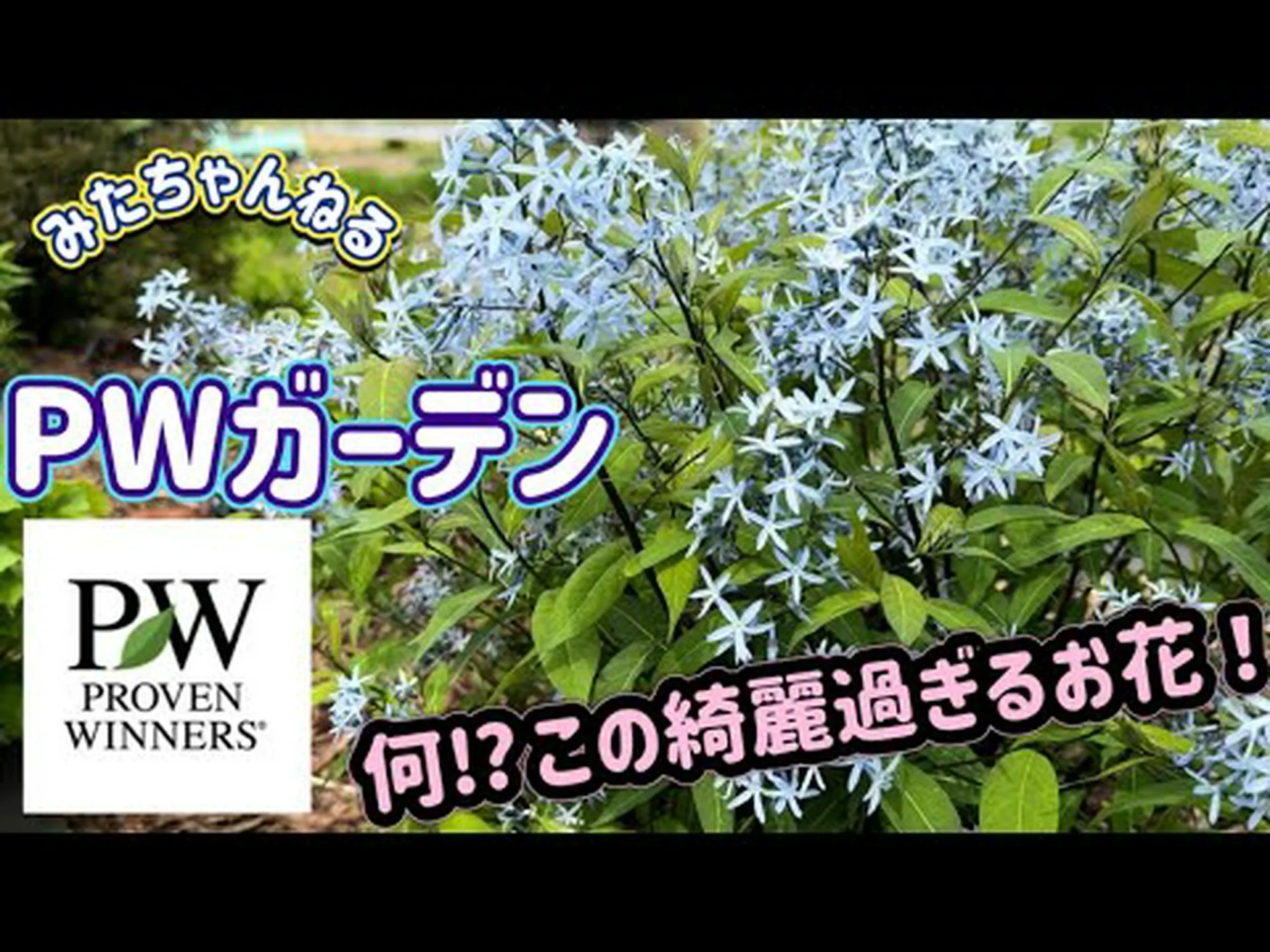 パープルオオエンレイソウ、パープルオオエンレイソウ パープルオオエンレイソウ、パープルオオエンレイソウ
