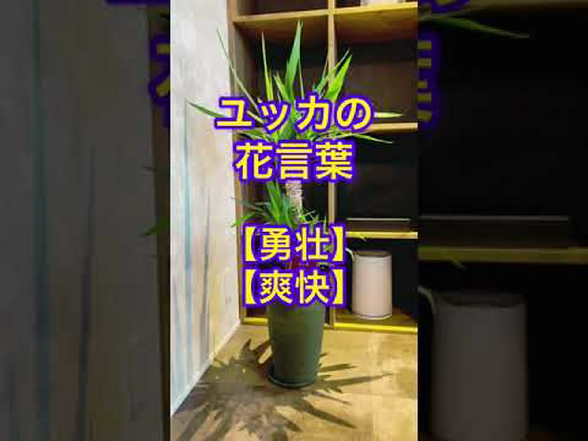 丈夫なユッカ 丈夫なユッカ