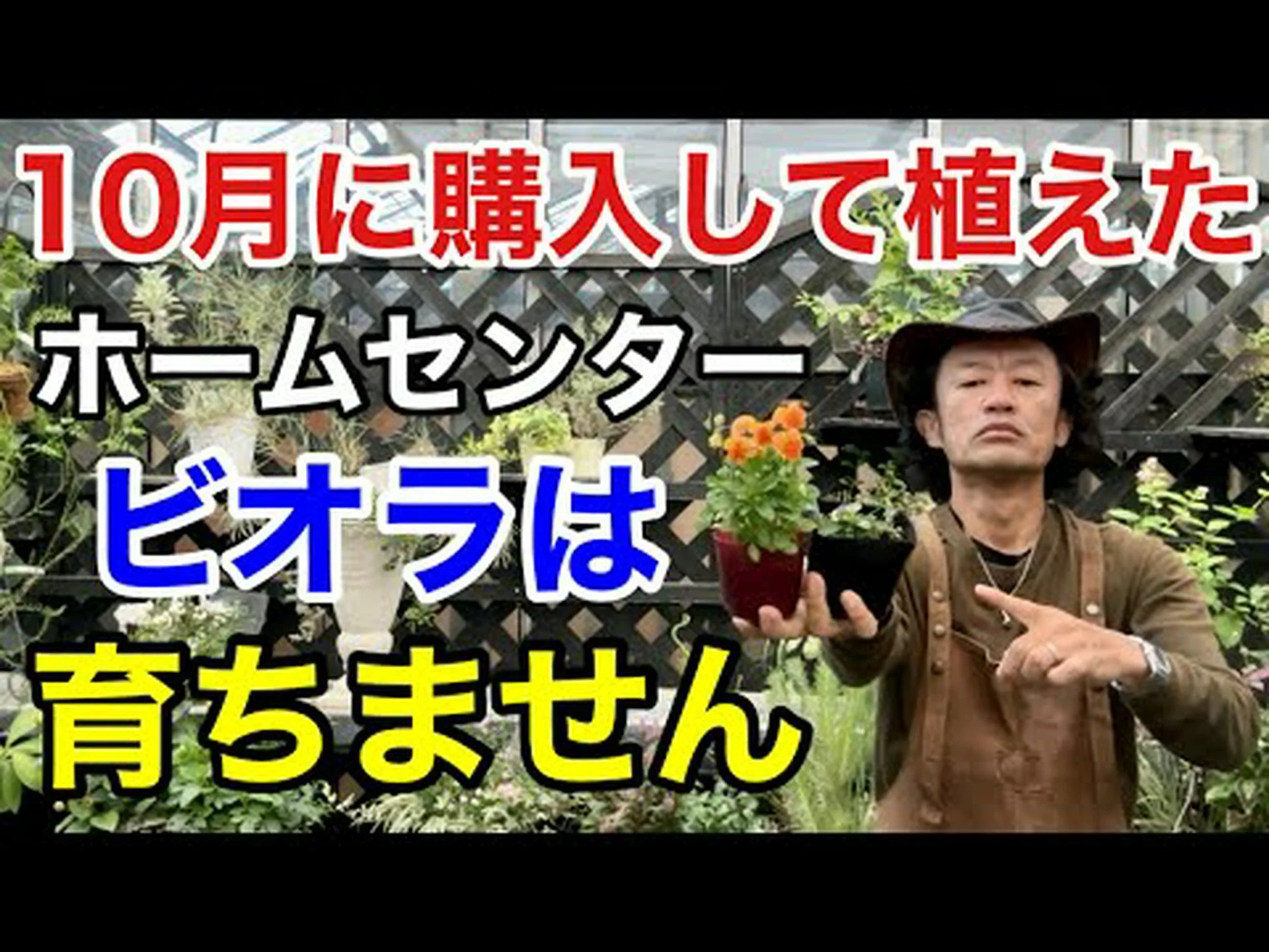 キャンベル ファルジェシア バンブー キャンベル ファルジェシア バンブー