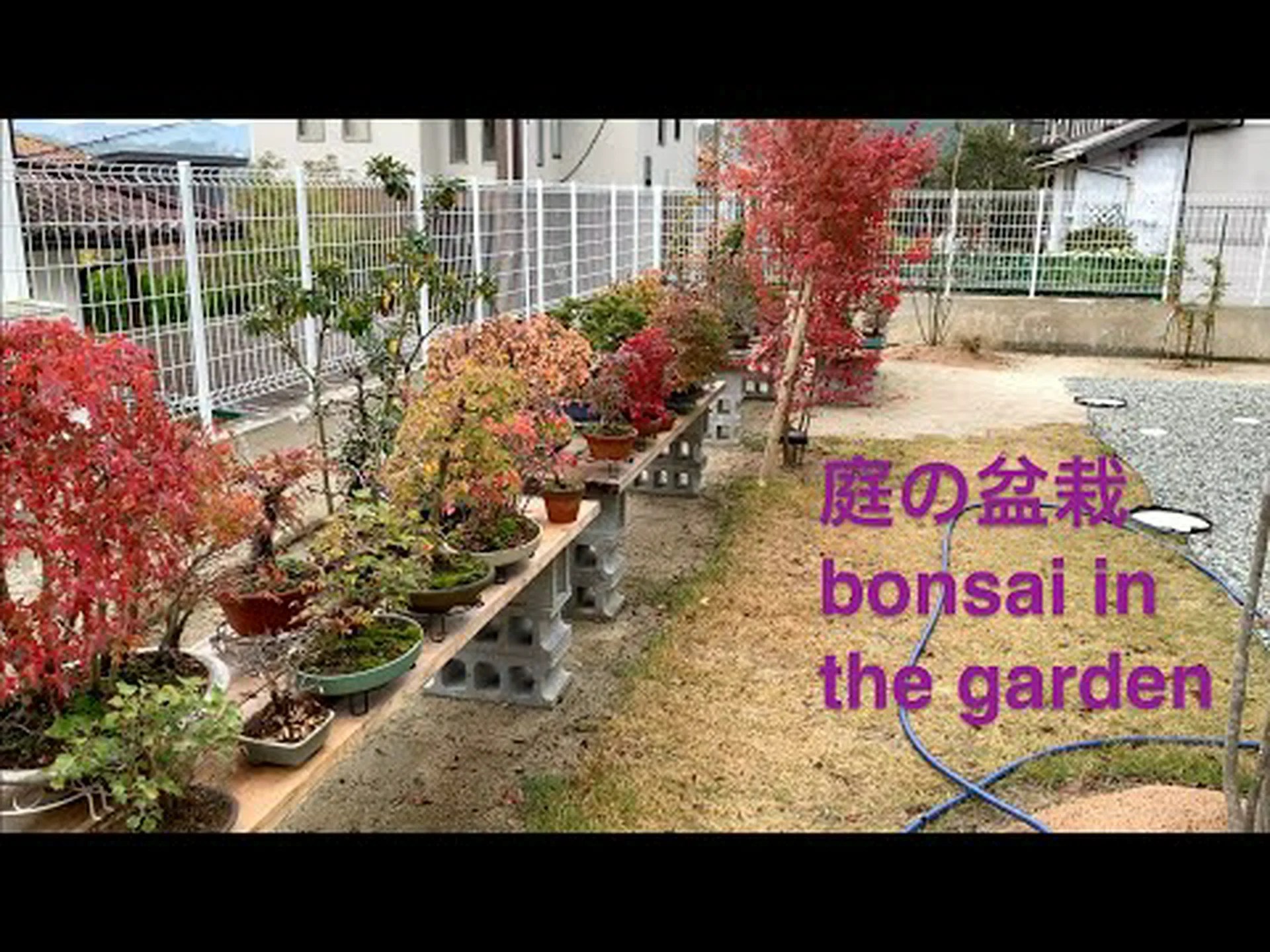 庭の盆栽 庭の盆栽