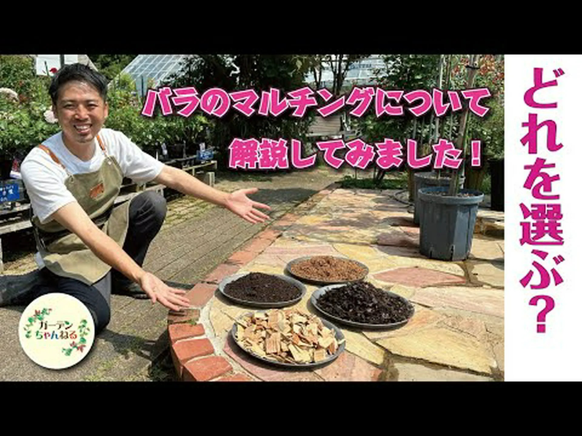 マルチフローラのバラの茂み マルチフローラのバラの茂み