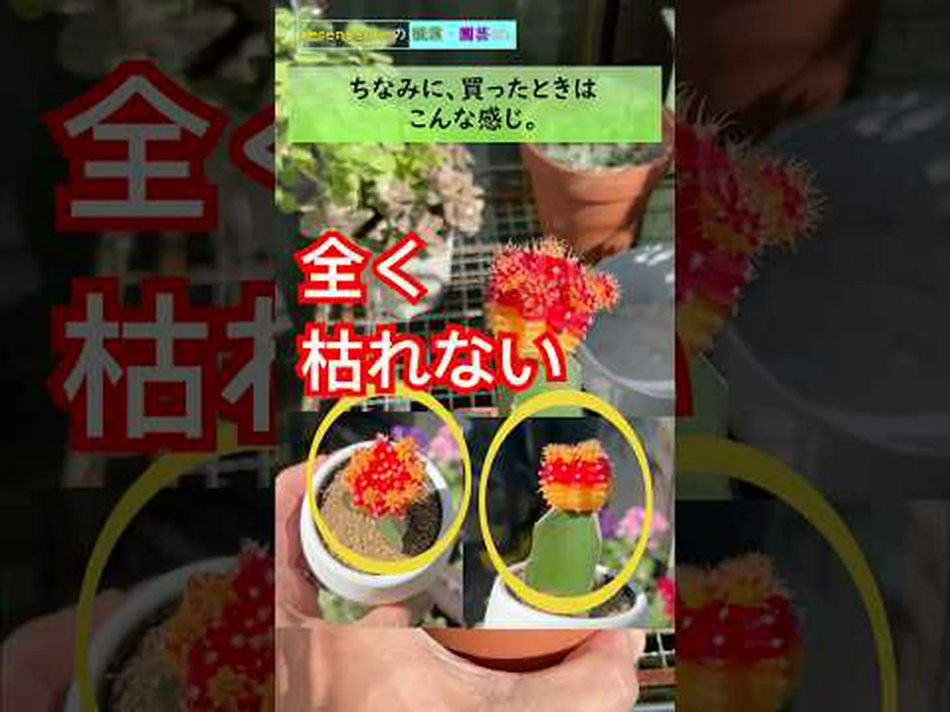 ヒトデサボテン ヒトデサボテン