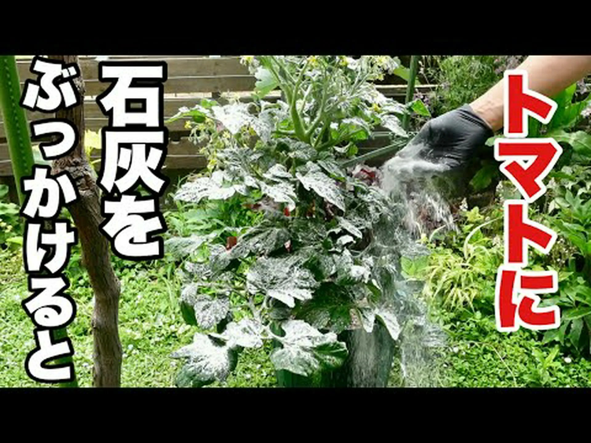 病気のないトマト 病気のないトマト