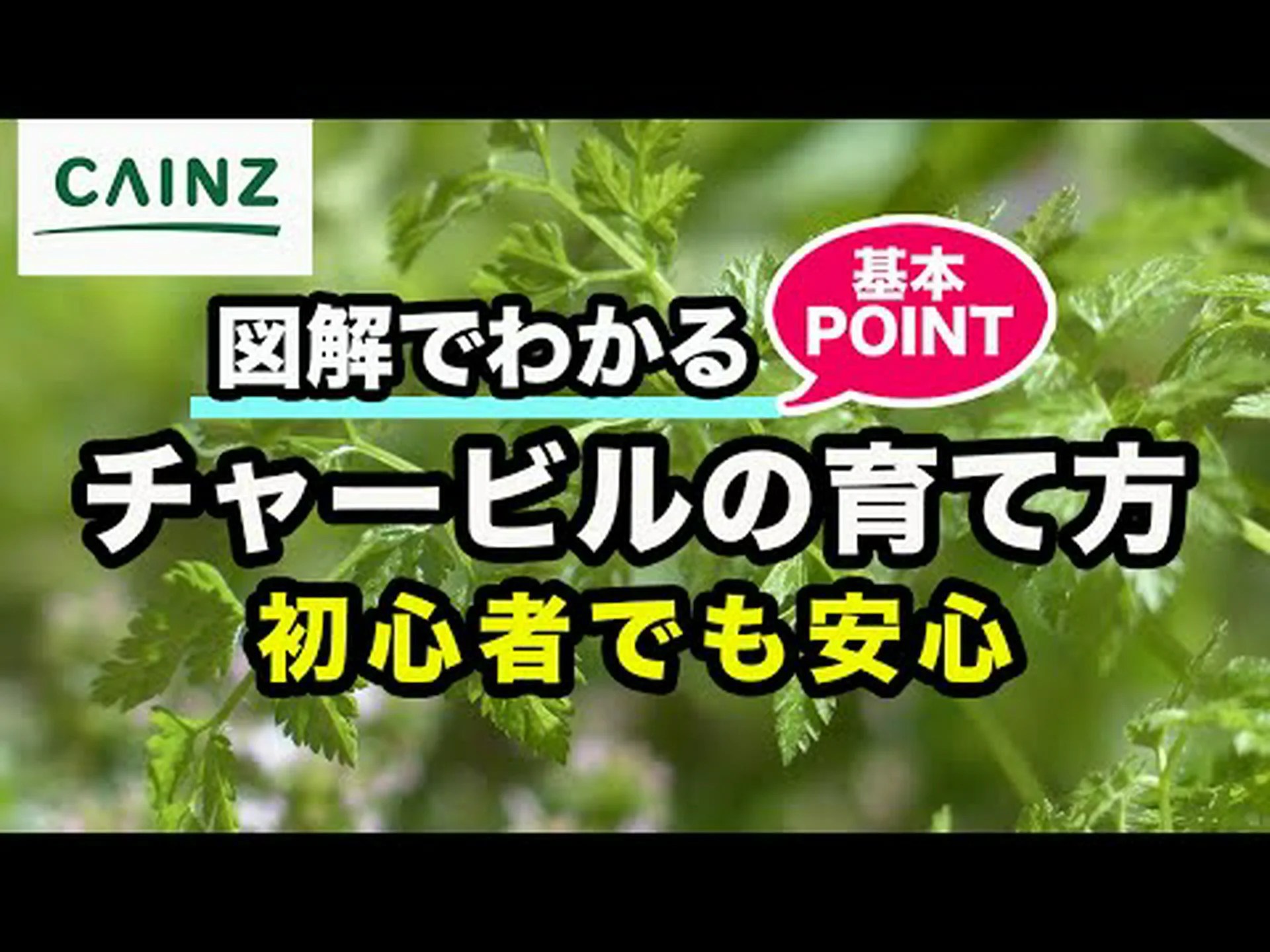 栽培チャービル、コモンチャービル 栽培チャービル、コモンチャービル