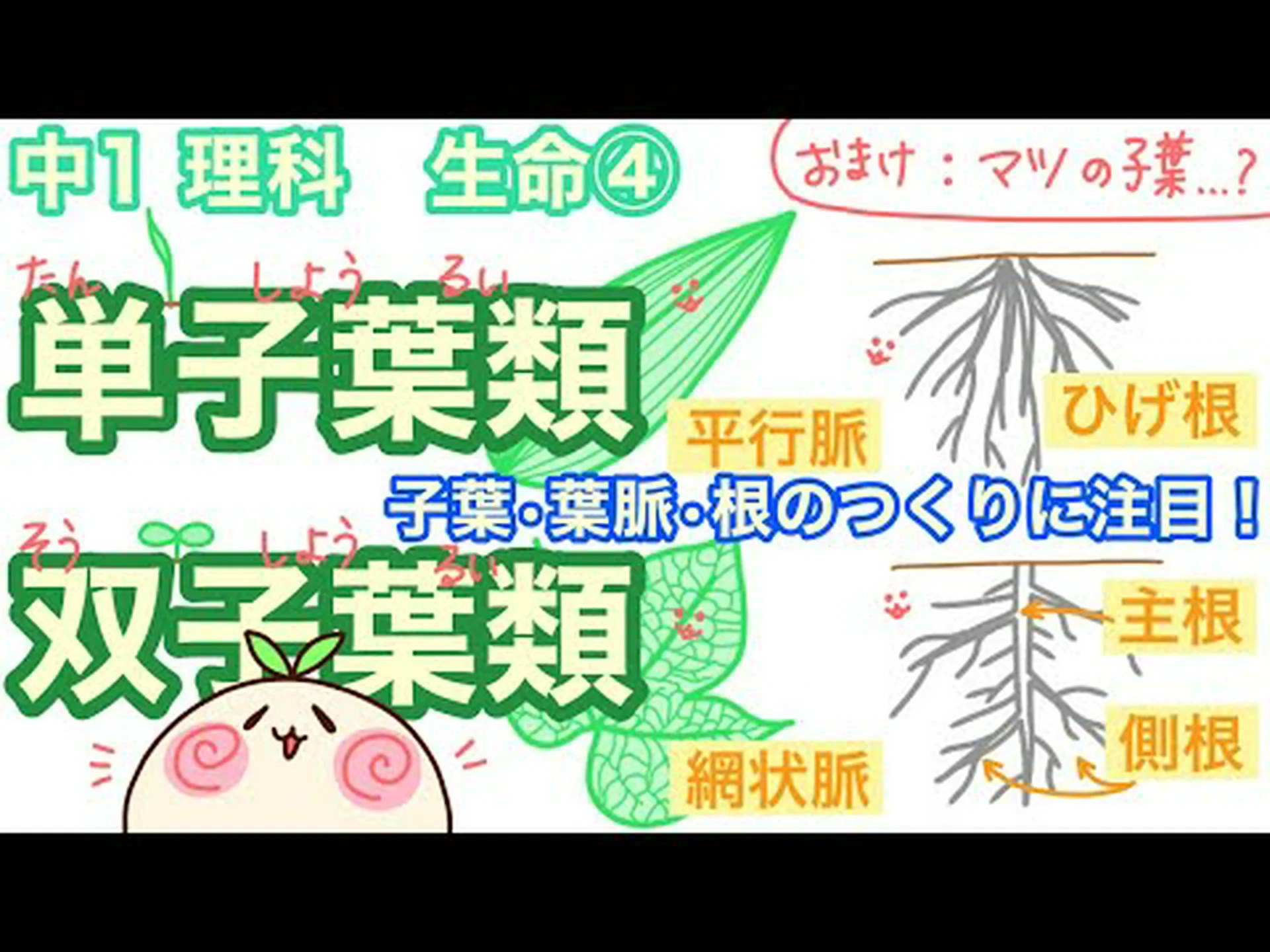 線形葉状子葉 線形葉状子葉