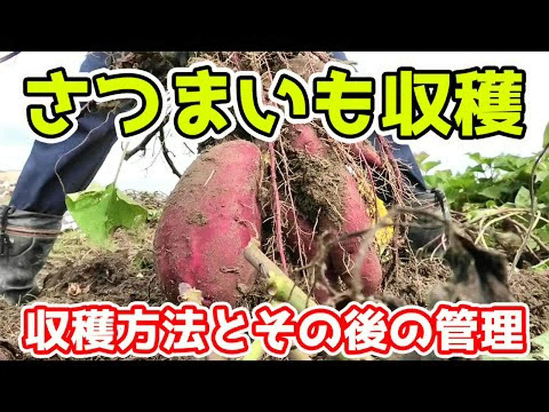 コロシンスの収穫と保管 コロシンスの収穫と保管