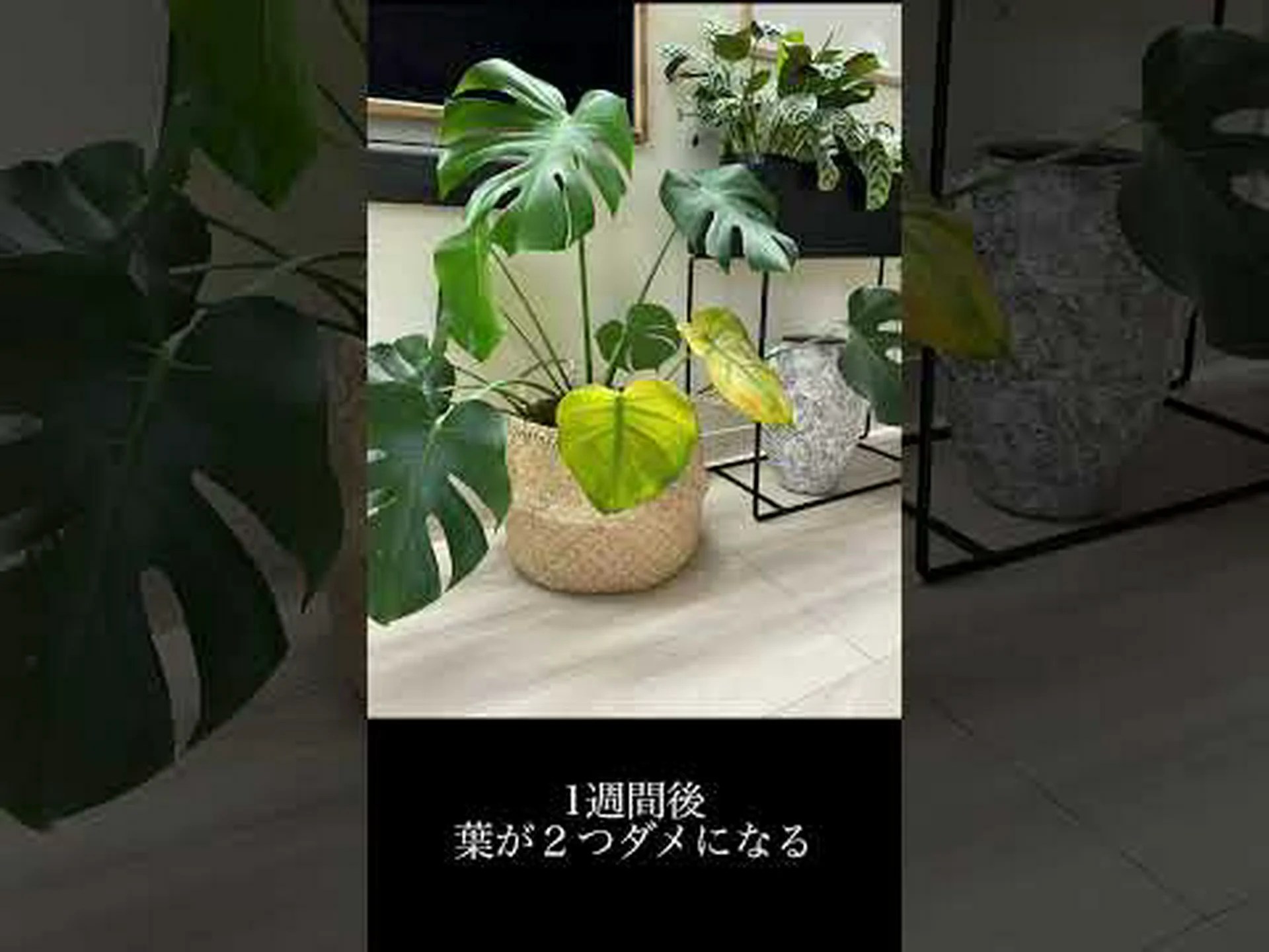 ミニモンステラ、モンステラ ジニー、フィロデンドロン ジニー ミニモンステラ、モンステラ ジニー、フィロデンドロン ジニー