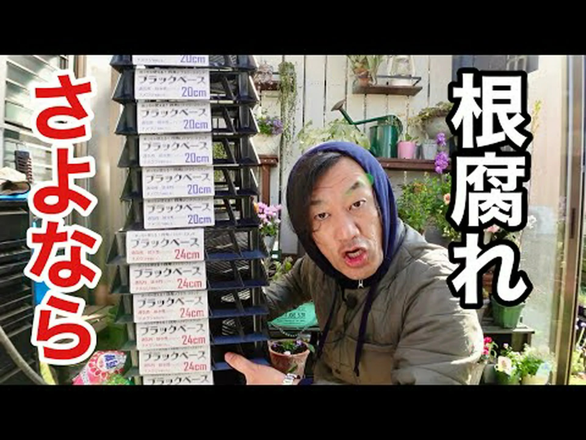 ブラックマスタード、ブラックマスタード ブラックマスタード、ブラックマスタード