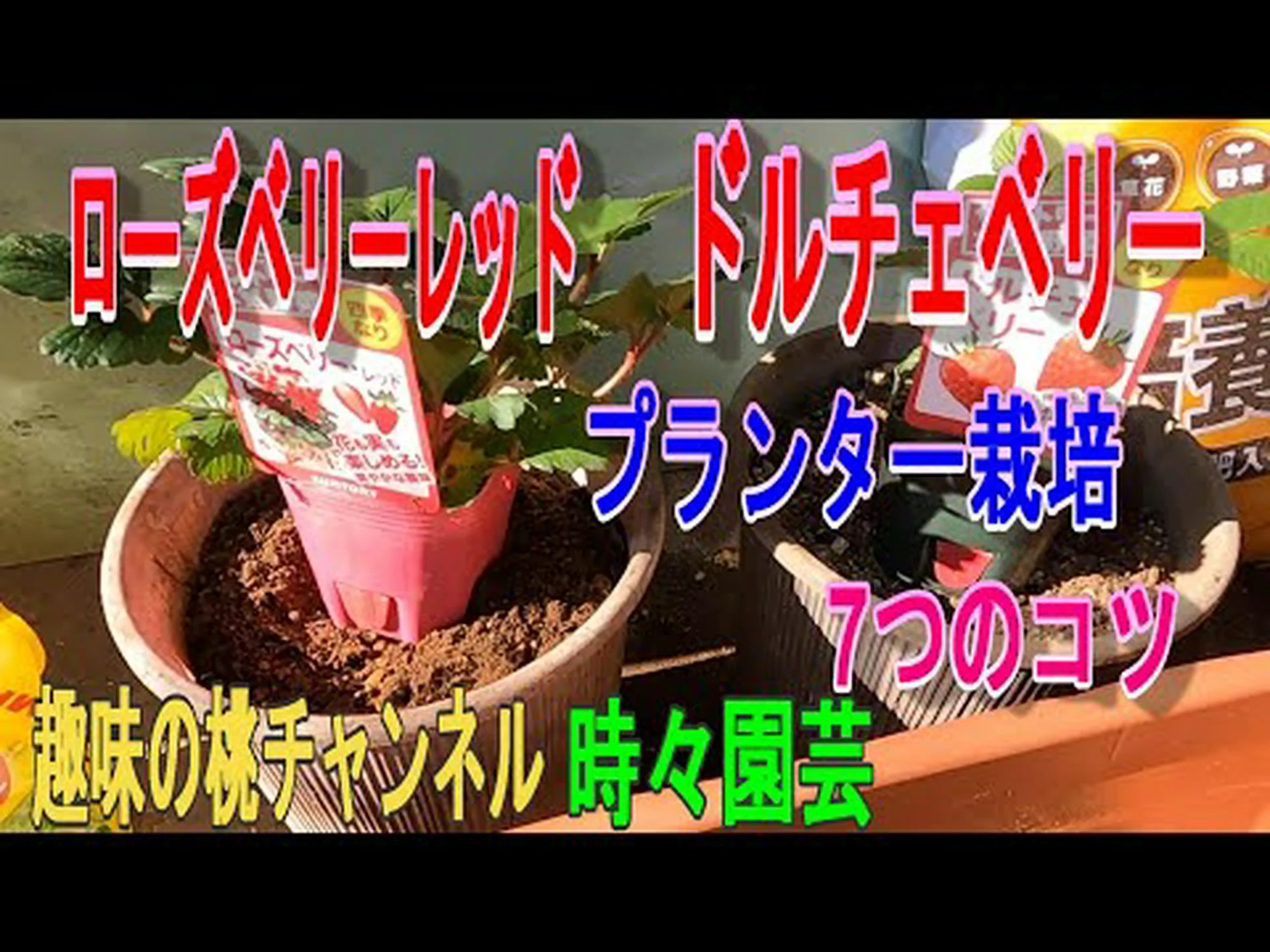 グースベリー (ローズベリー) グースベリー (ローズベリー)