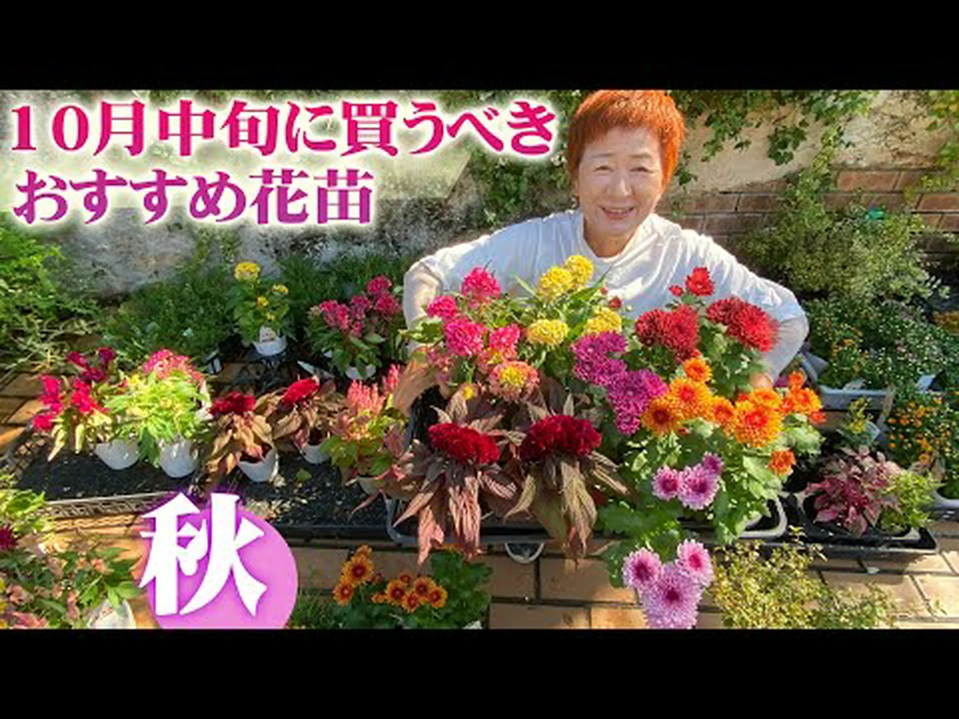 庭のマンネングサ、秋のマンネングサ 庭のマンネングサ、秋のマンネングサ